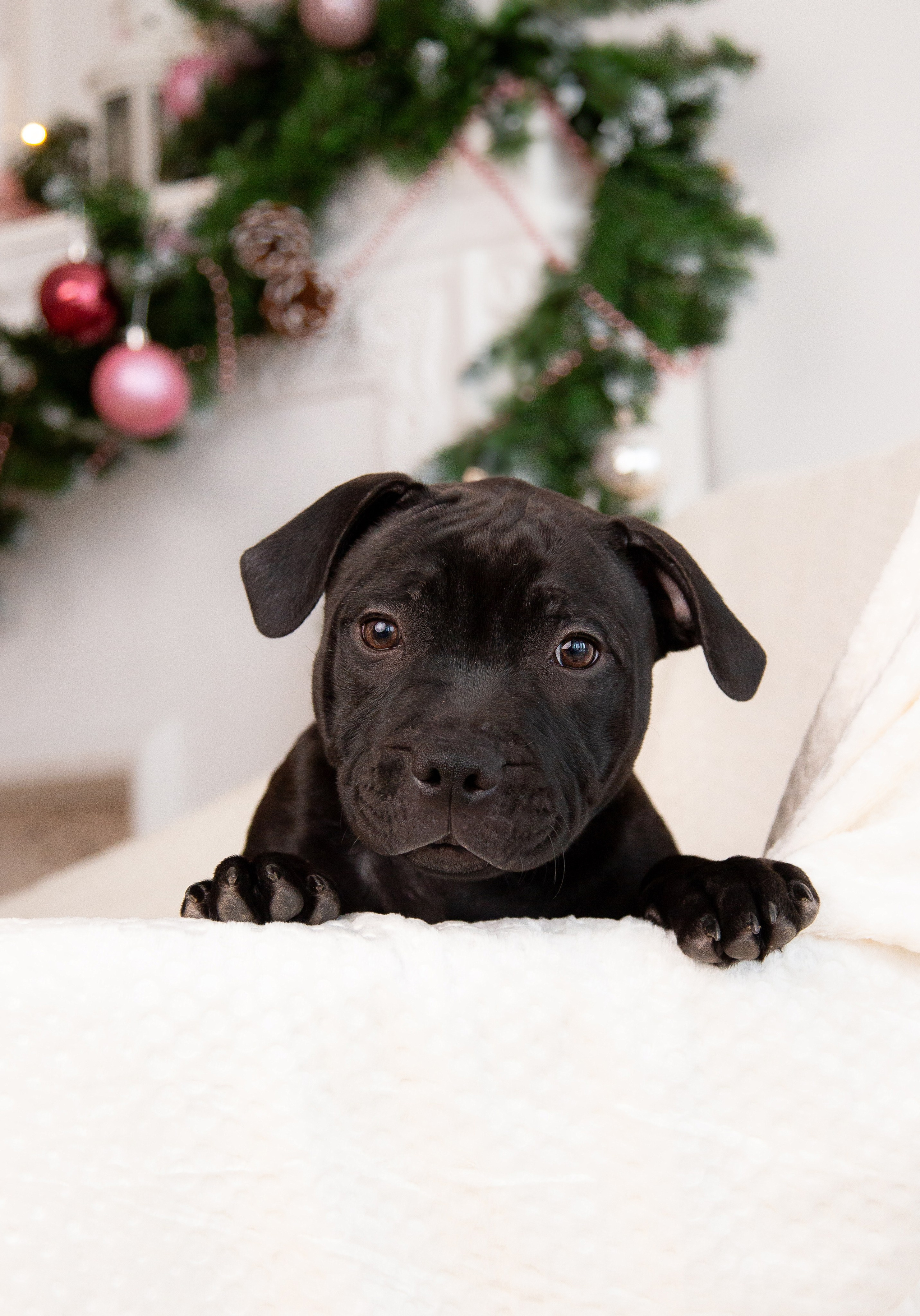 Новогодние малыши. Фотограф Анималист в Перми Анастасия Остерман