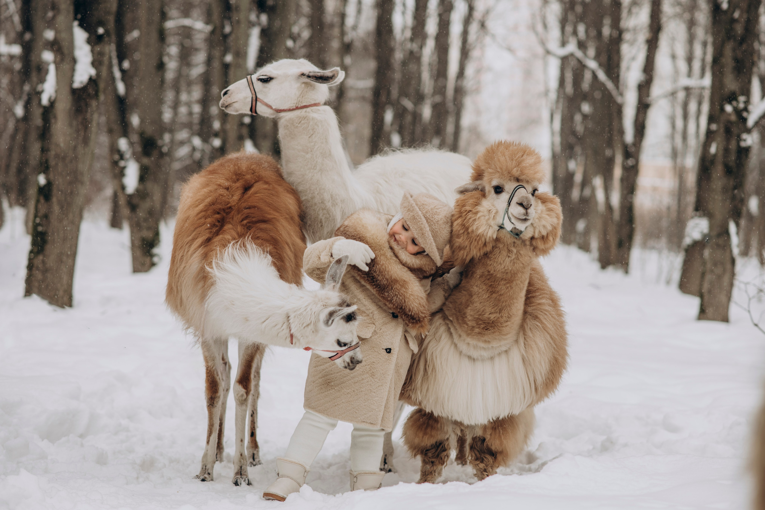 Зимняя фотосессия с Альпаками. Свадебный фотограф в Дмитрове