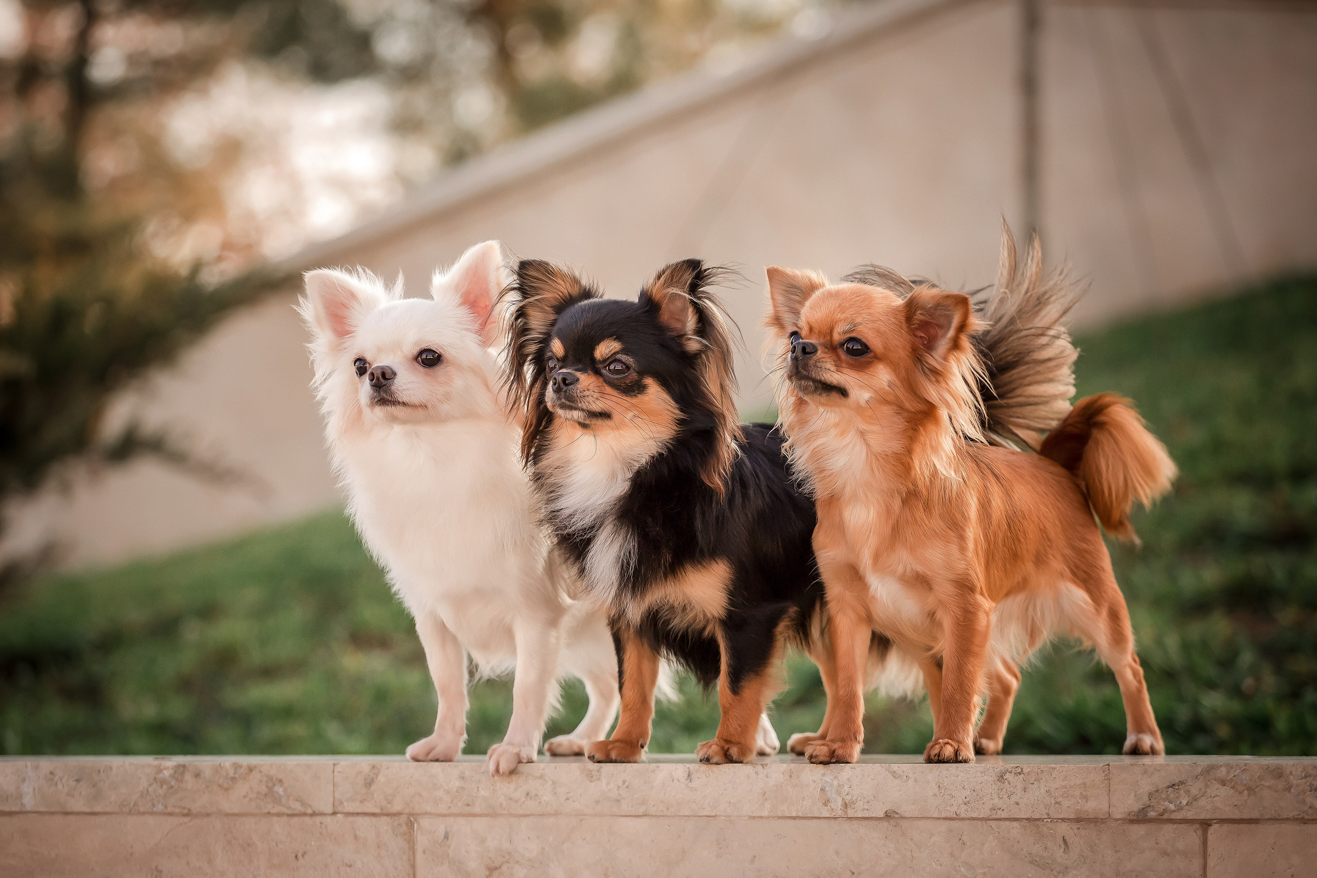 Экстерьерная съёмка Краснодар. Фотограф-анималист в Краснодаре Маша Мельникова