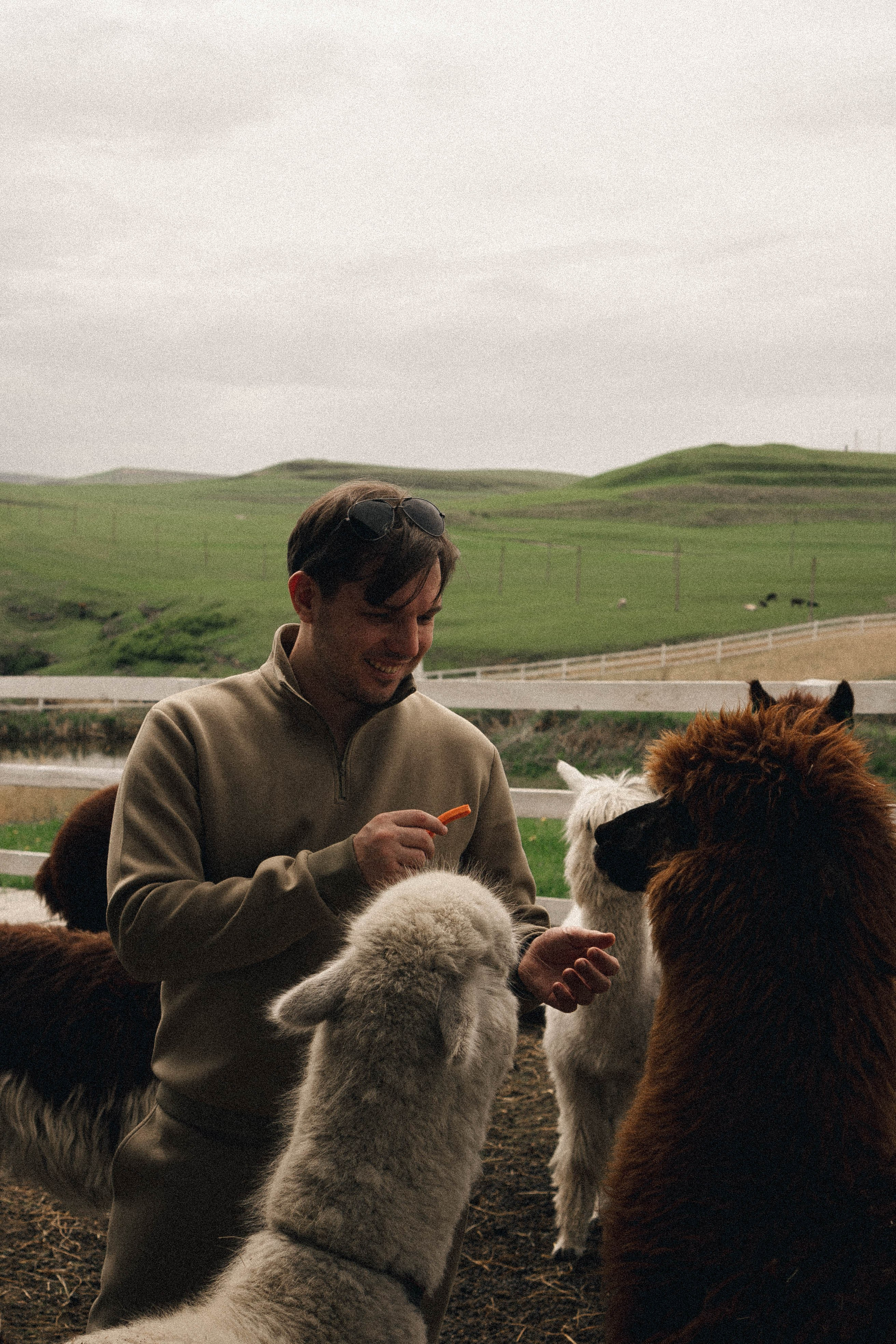 Ферма Альпак. Профессиональный фотограф, Санкт-Петербург — Виктория Богомолова