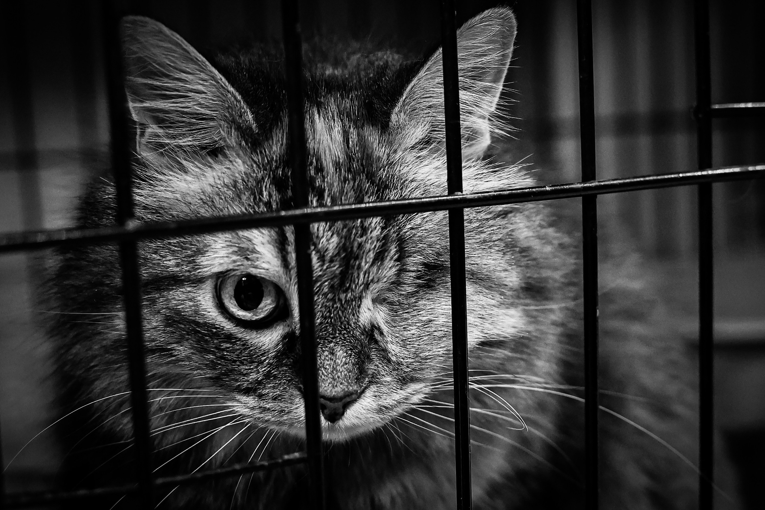 МУР КОША. Ekaterina Ageeva