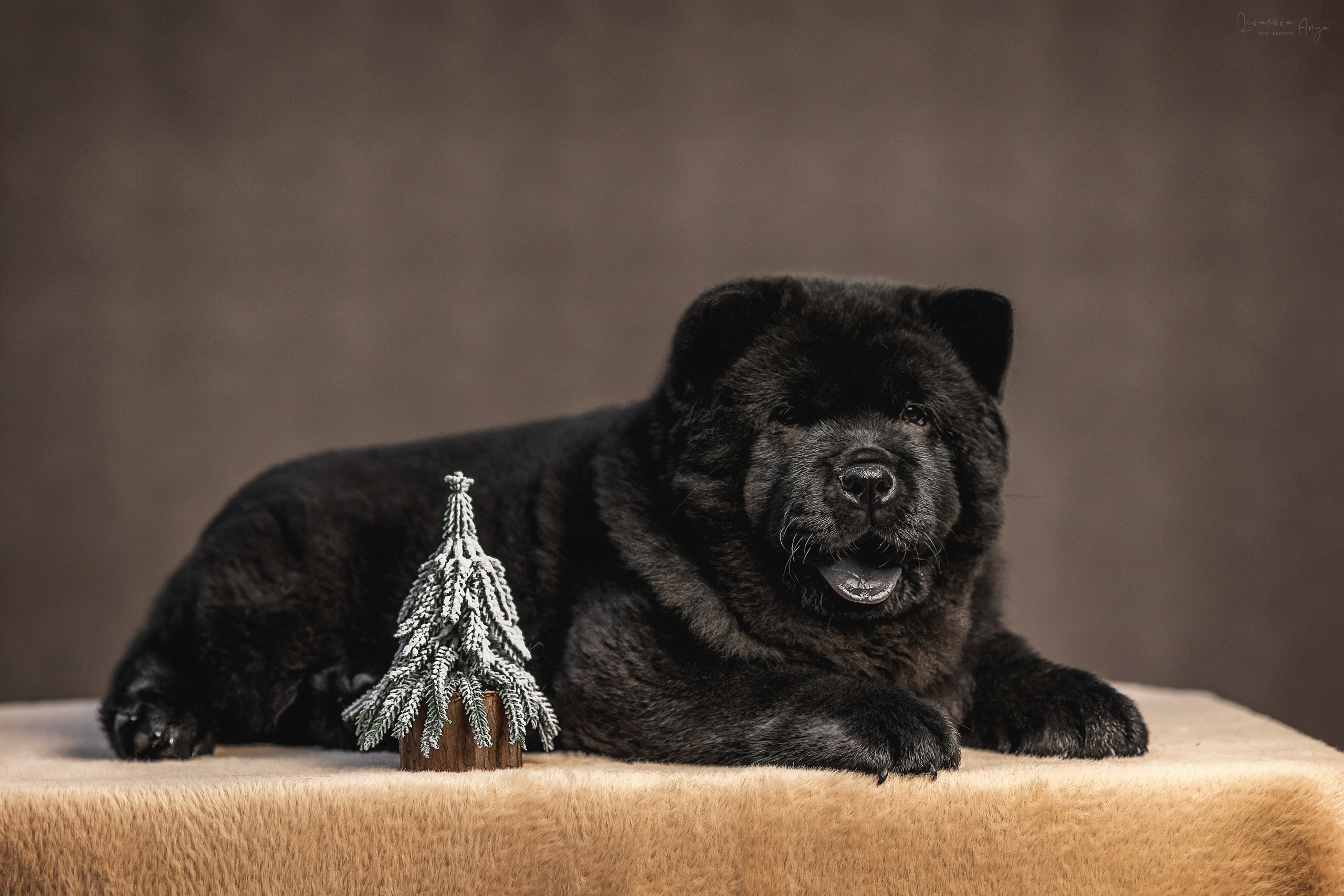 Чаушки. Фотограф анималист Аня Ливанова | Рыбинск