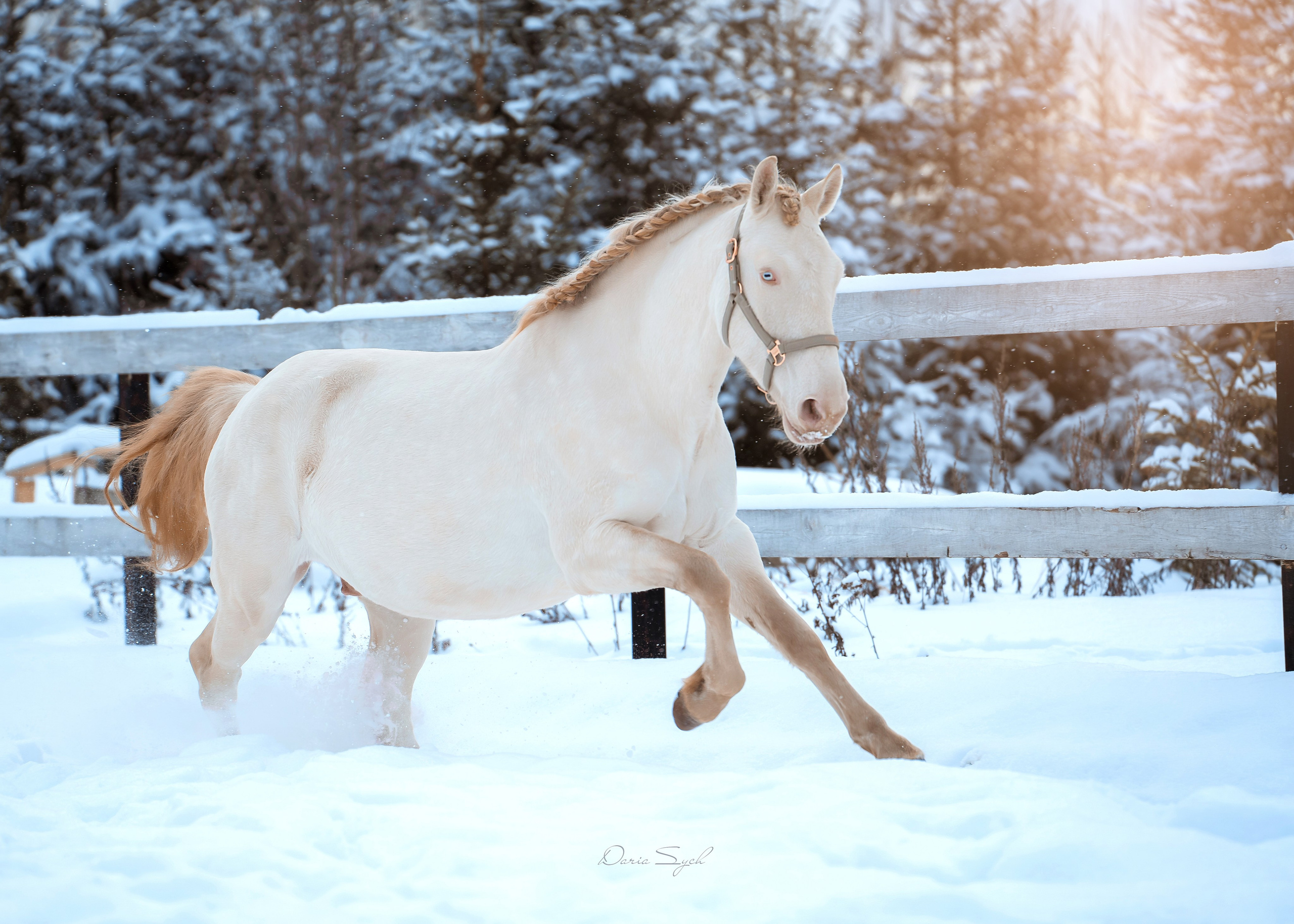 Зима. Фотограф Дарья Соколовская