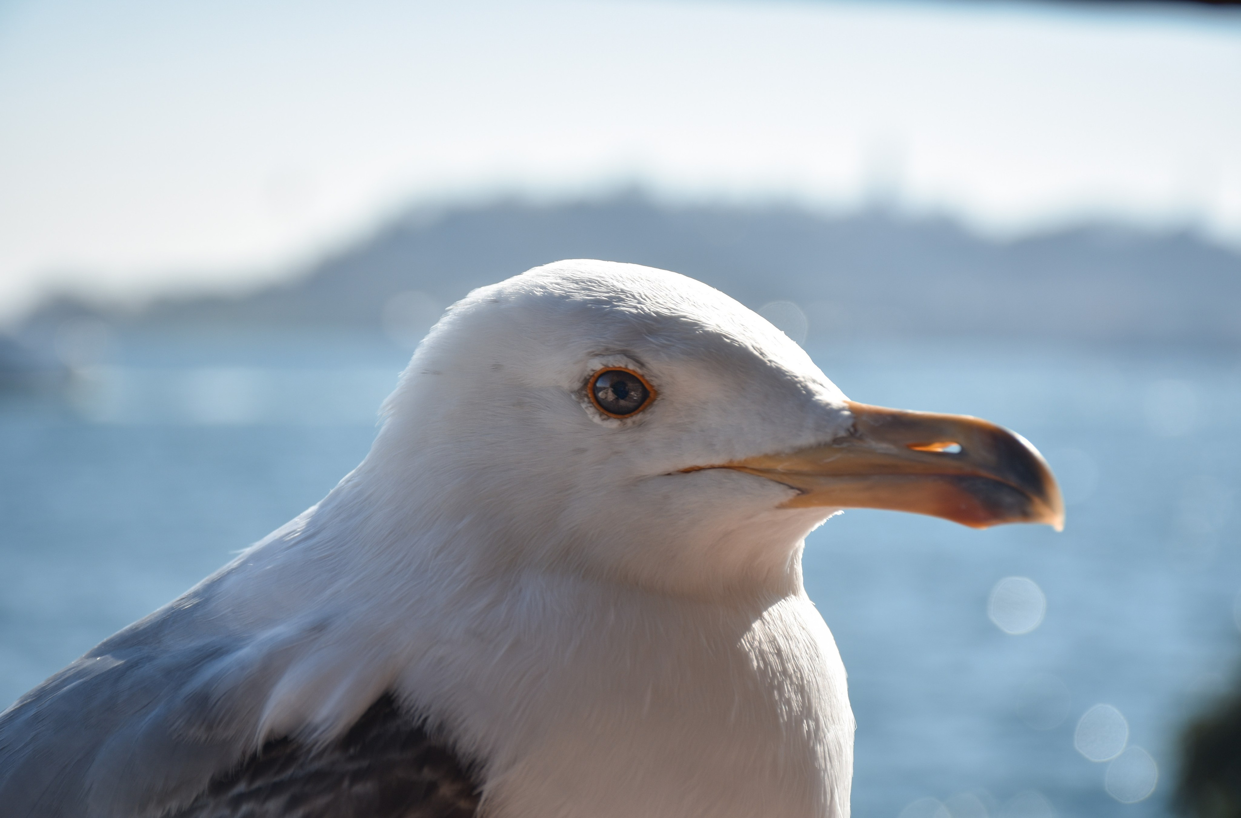 Стамбул — февраль 24. В созвучии с природой. Фотограф Светлана В. Пронина, Москва