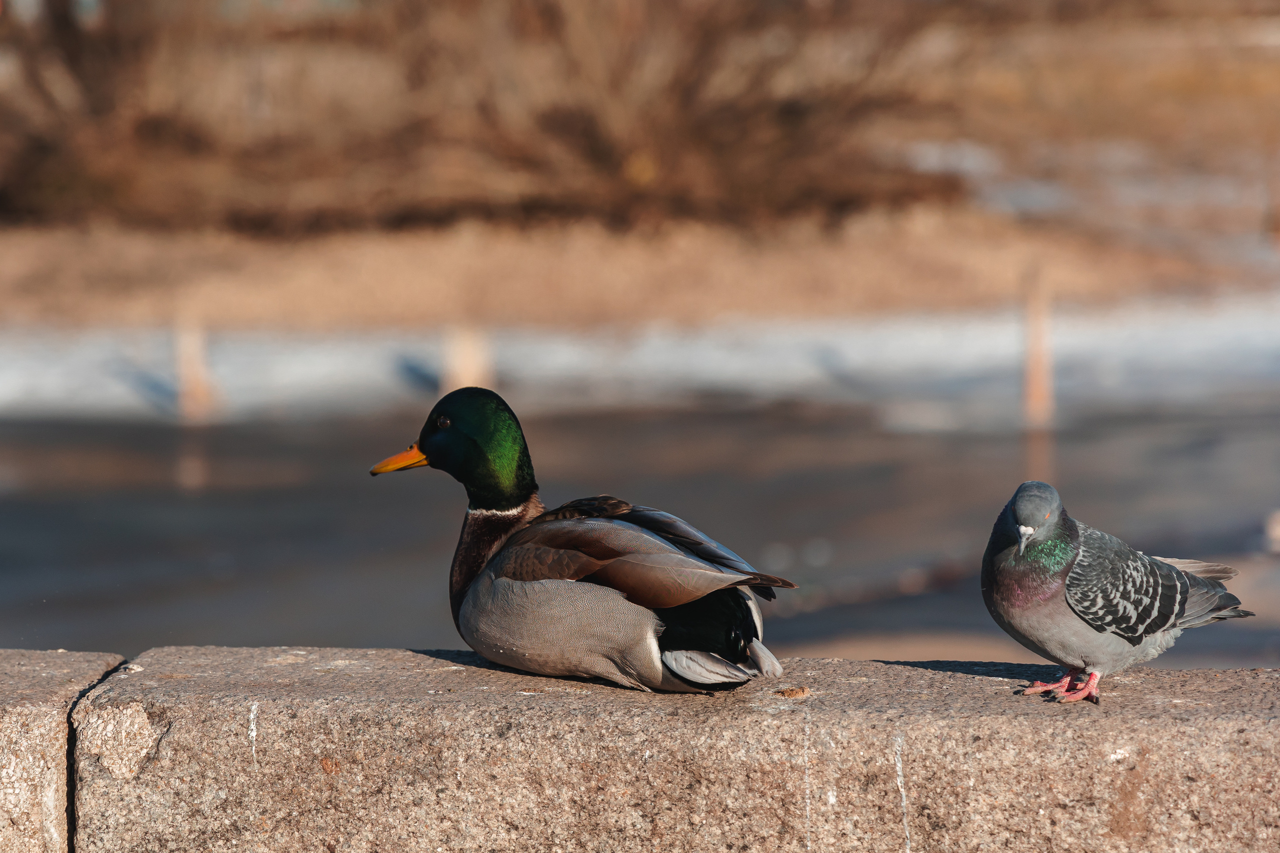 20.12.22.Липецк. Свадебный фотограф в Хабаровске