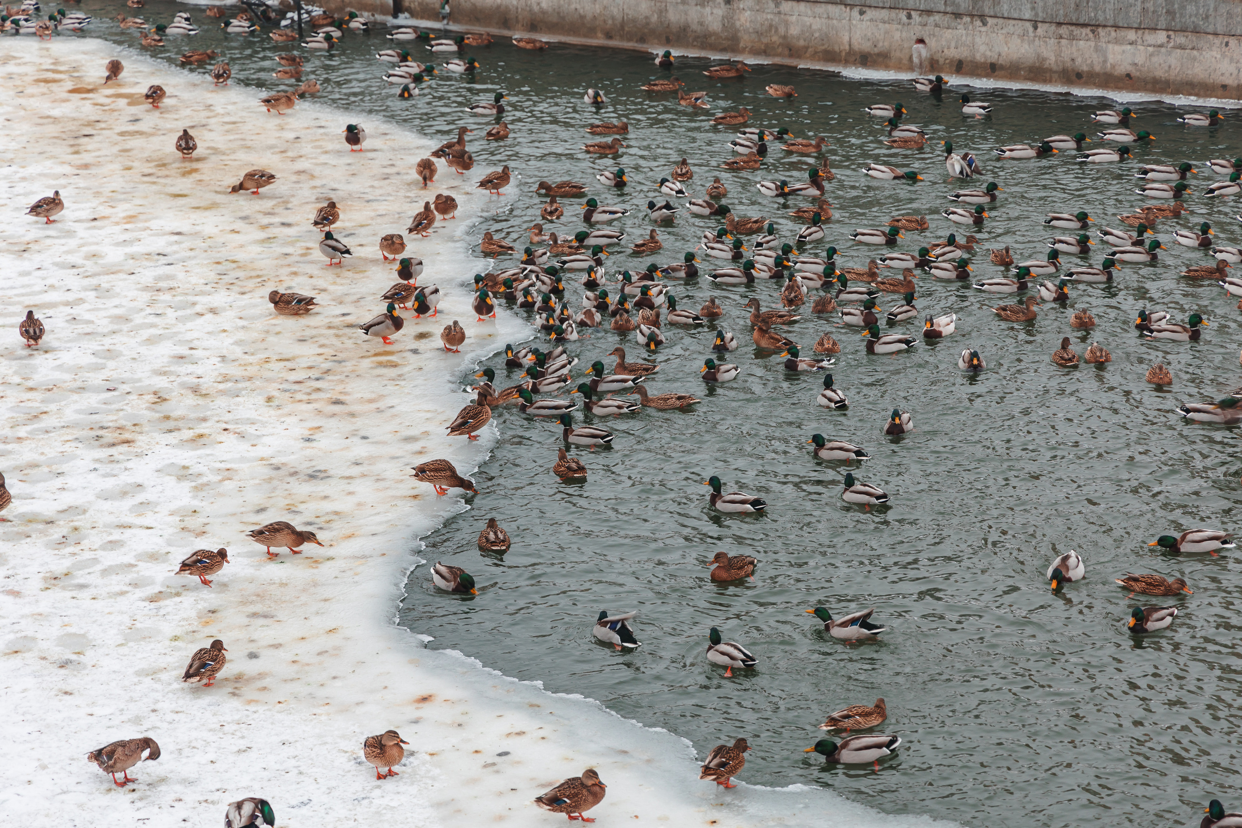 21.12.22.Орел. Свадебный фотограф в Хабаровске