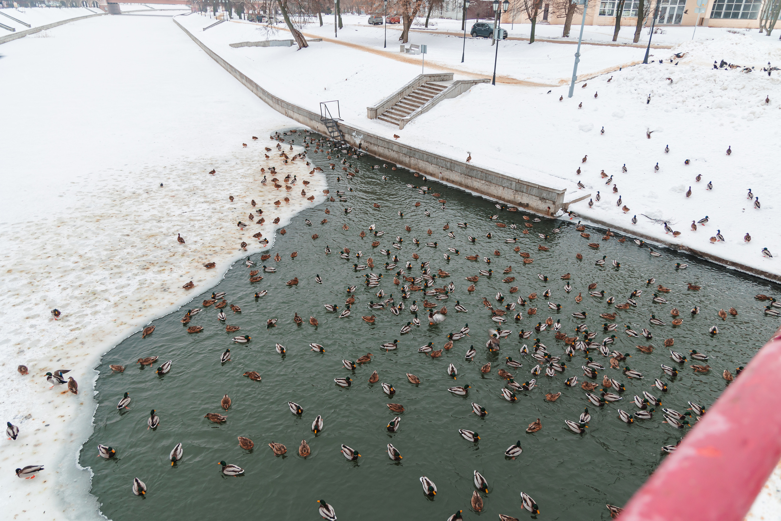 21.12.22.Орел. Свадебный фотограф в Хабаровске