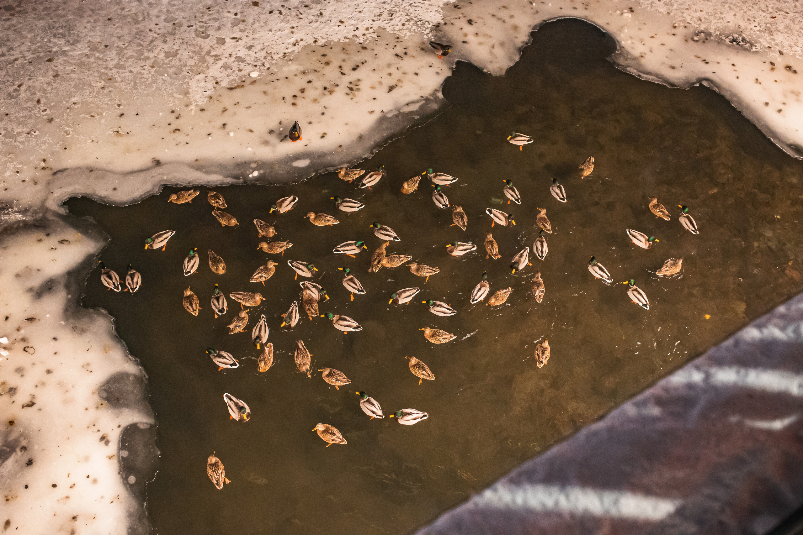 30.11.22.Челябинск. Свадебный фотограф в Хабаровске