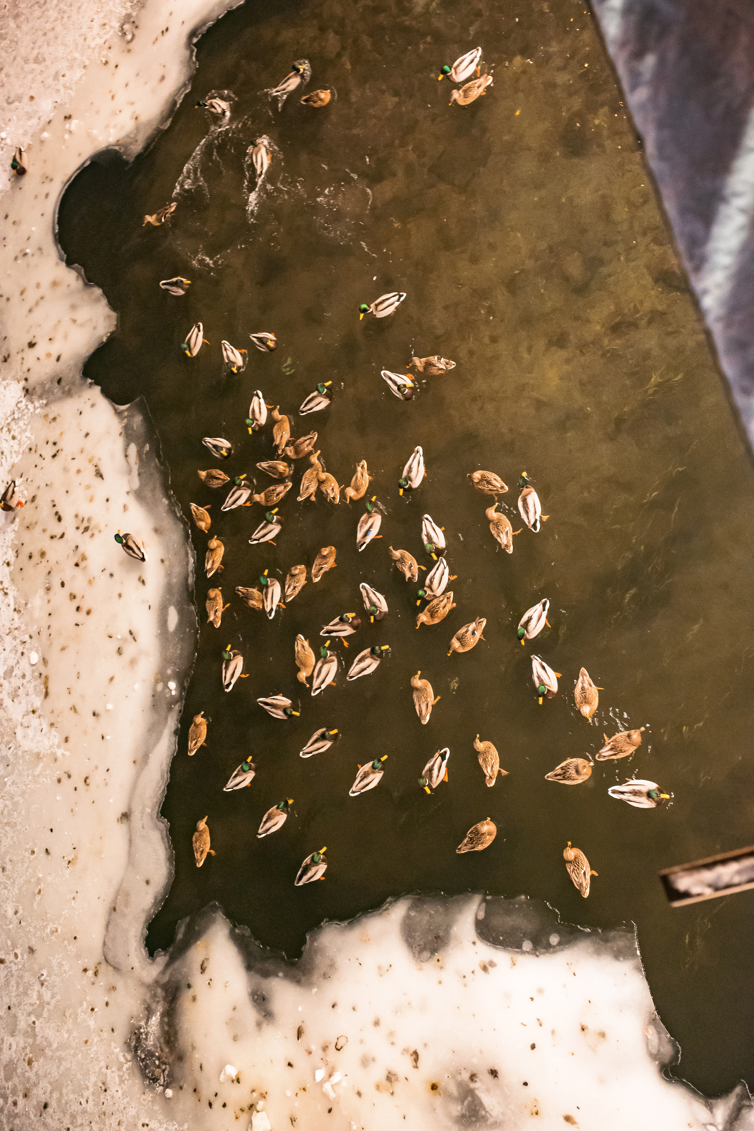 30.11.22.Челябинск. Свадебный фотограф в Хабаровске