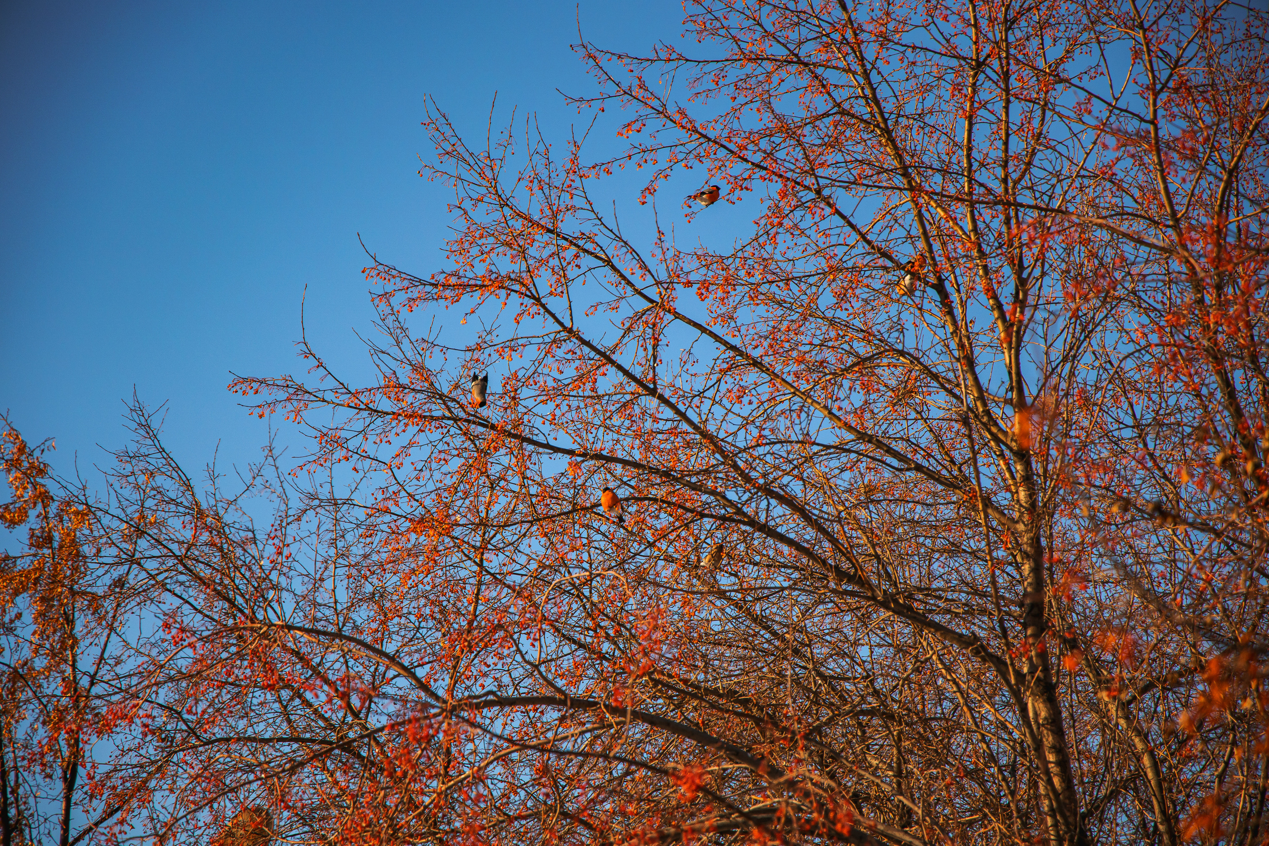 30.11.22.Миасс. Свадебный фотограф в Хабаровске