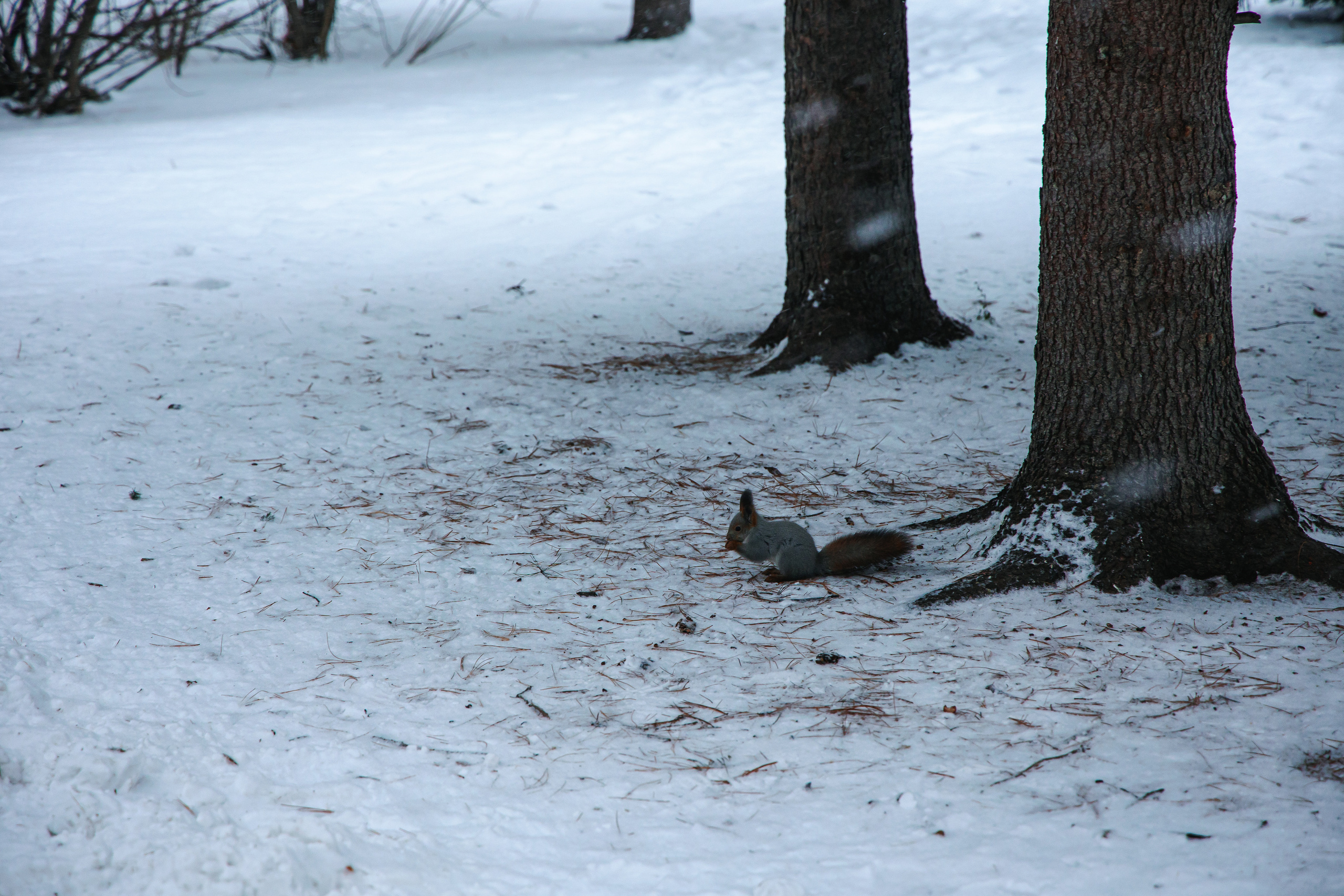 22.11.22.Томск. Свадебный фотограф в Хабаровске