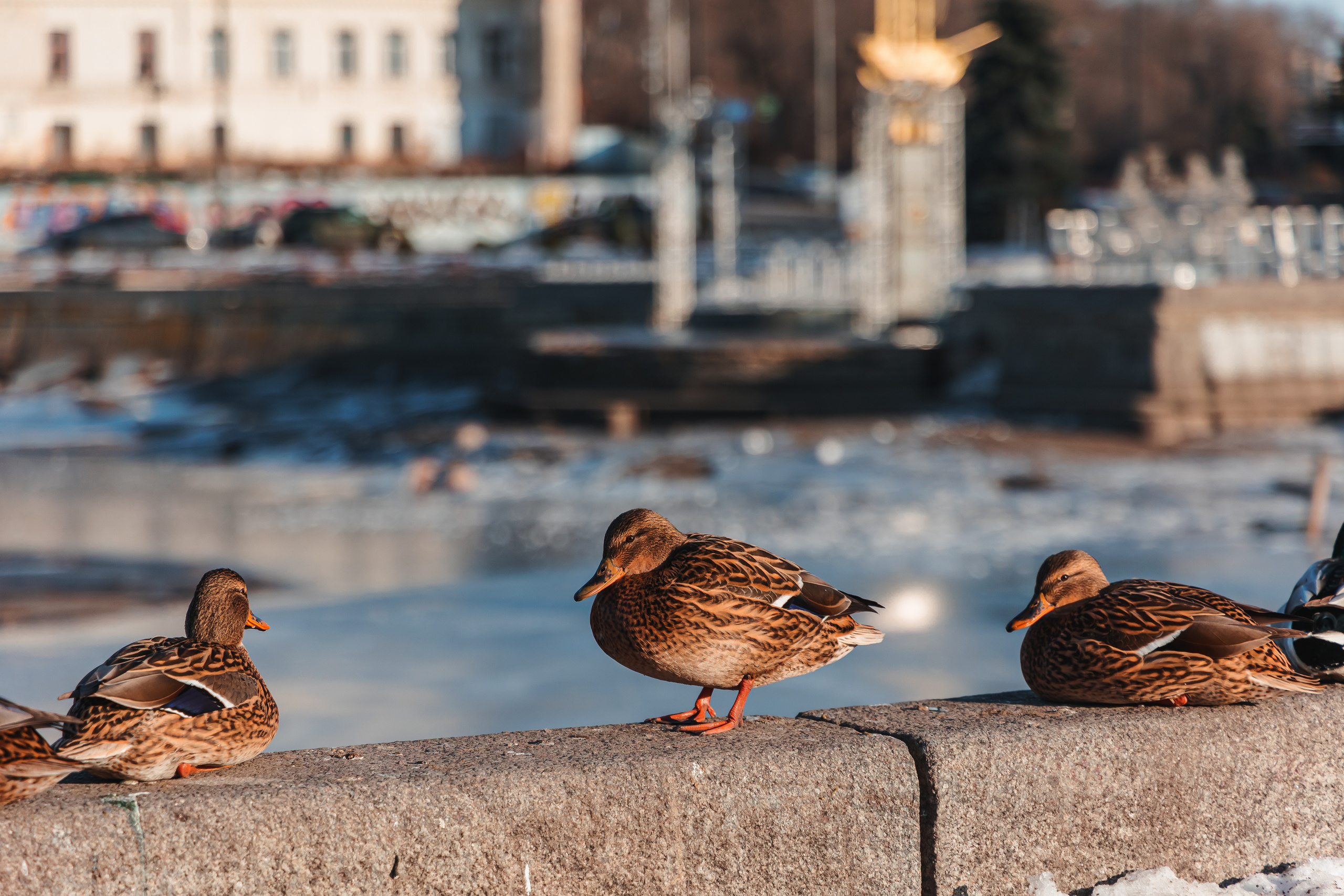20.12.22.Липецк. Свадебный фотограф в Хабаровске