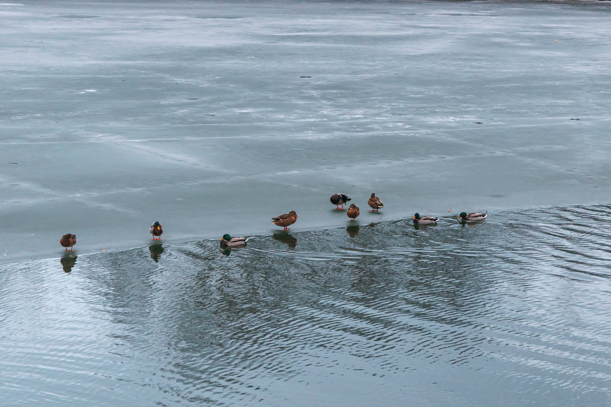 18.12.22.Воронеж. Свадебный фотограф в Хабаровске