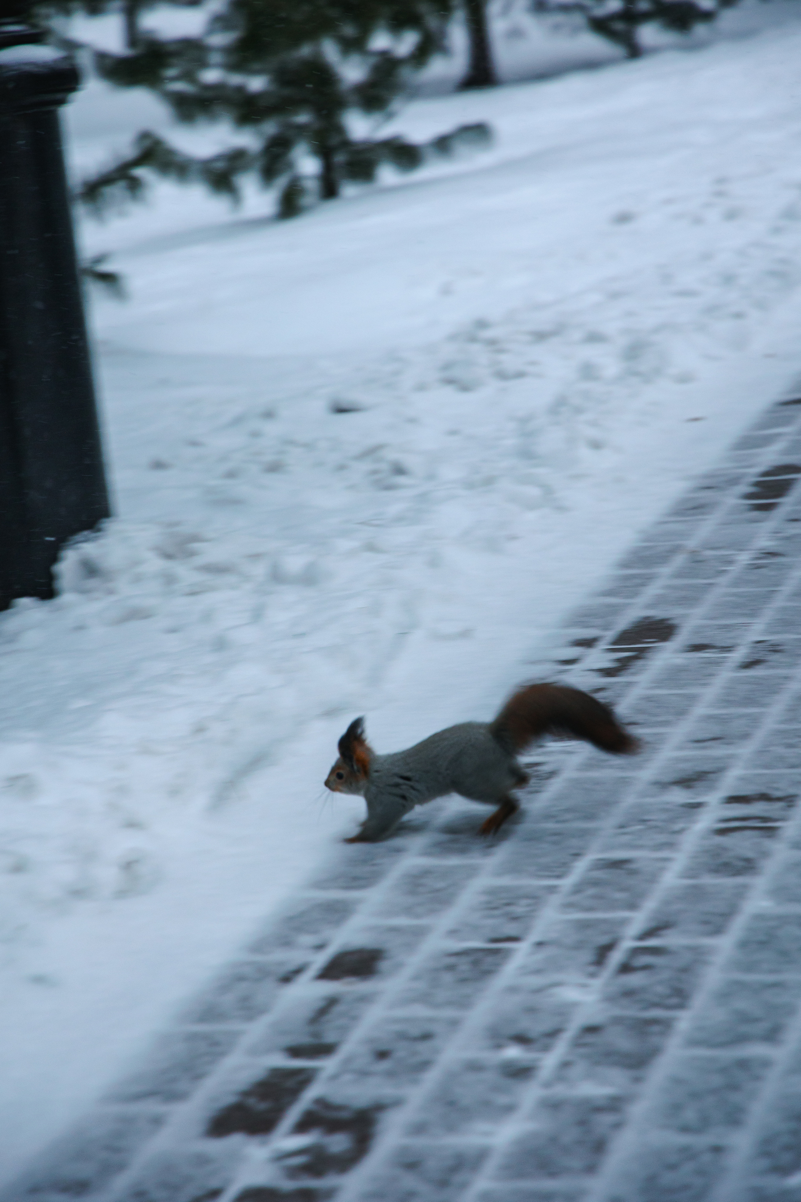 22.11.22.Томск. Свадебный фотограф в Хабаровске