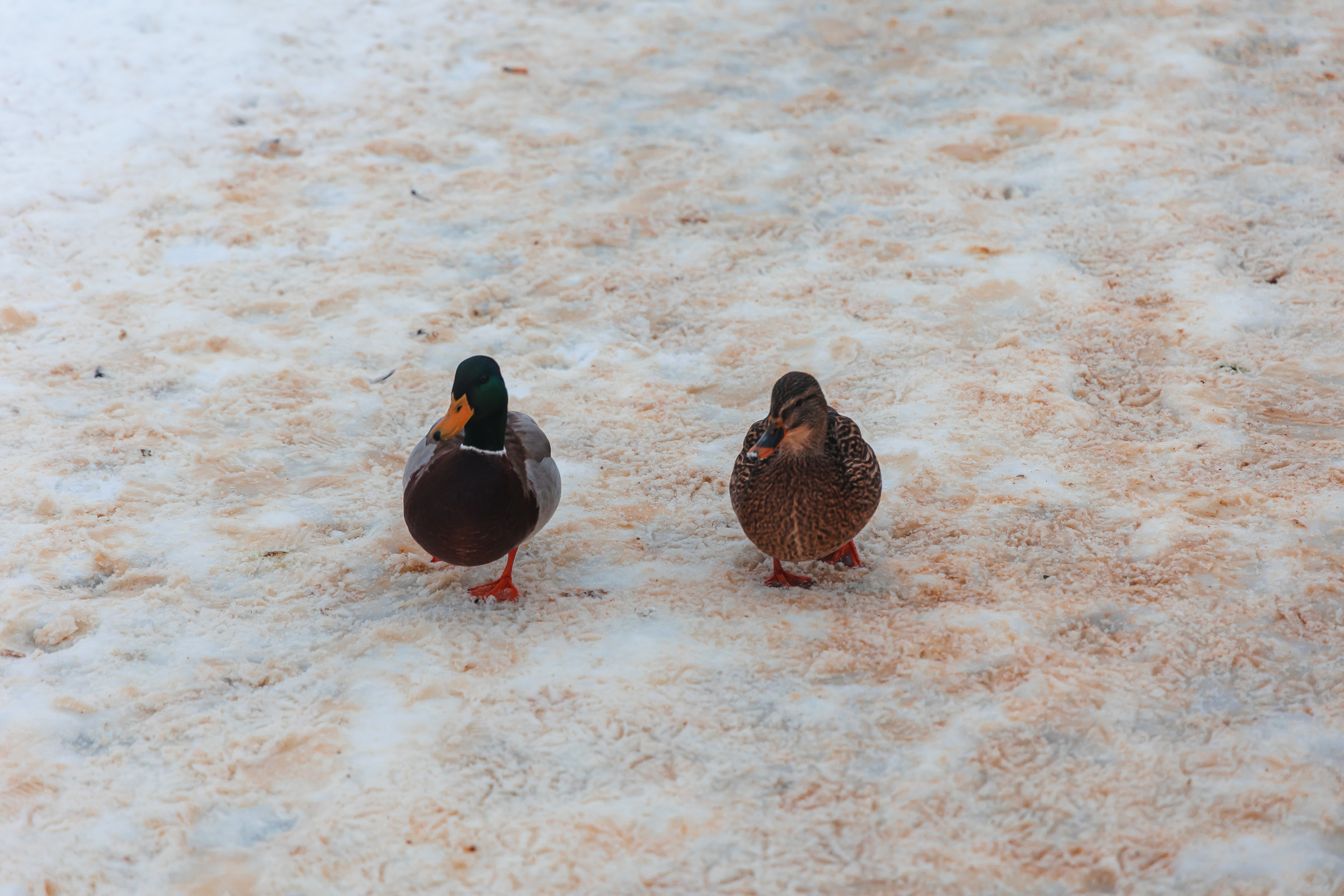 21.12.22.Орел. Свадебный фотограф в Хабаровске