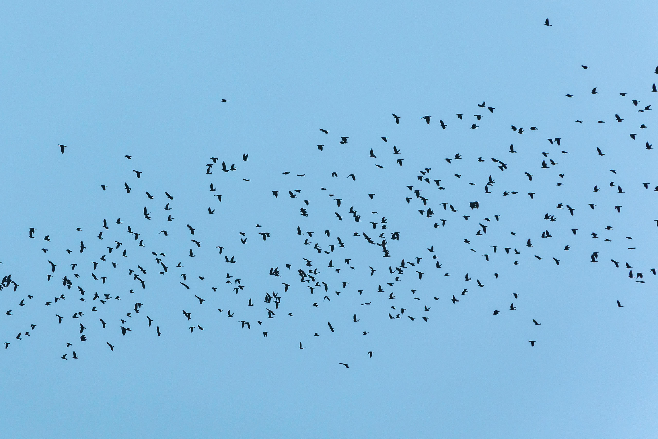 26.12.22.Смоленск. Свадебный фотограф в Хабаровске