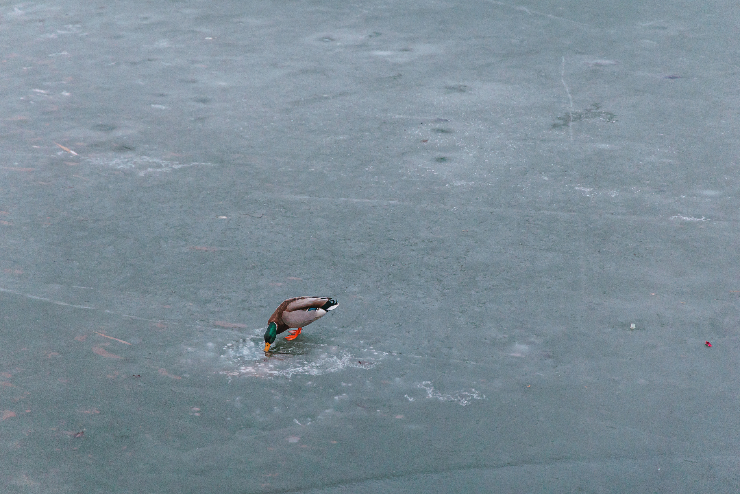 18.12.22.Воронеж. Свадебный фотограф в Хабаровске