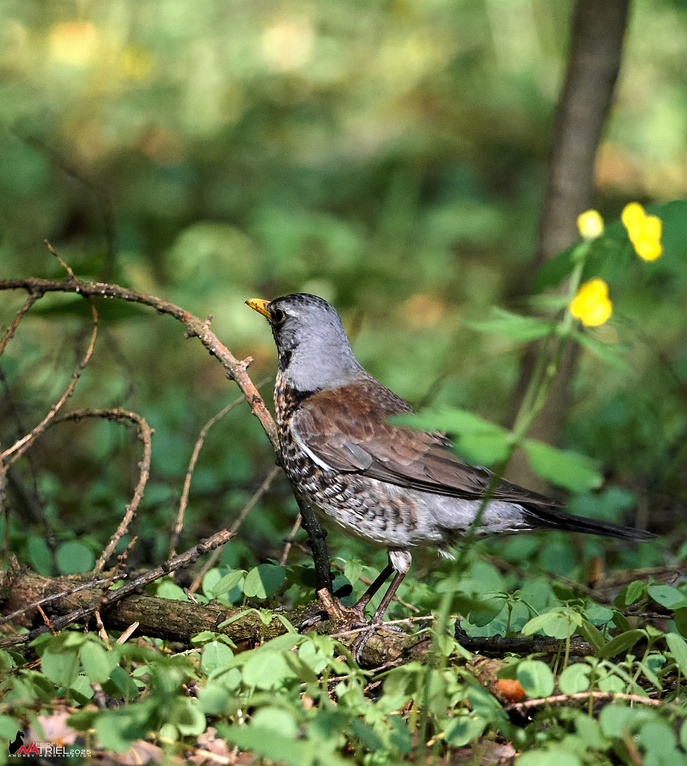 Съемка в майском лесу