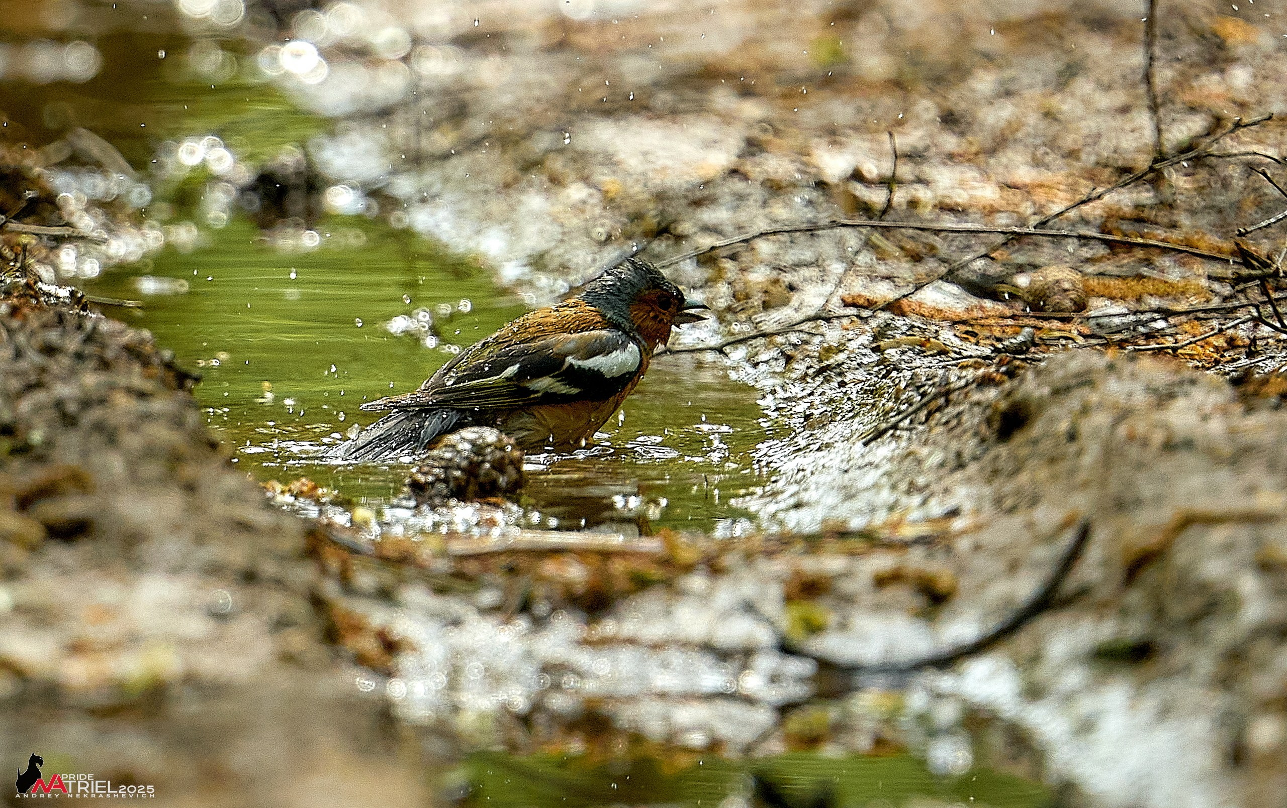 Съемка в майском лесу