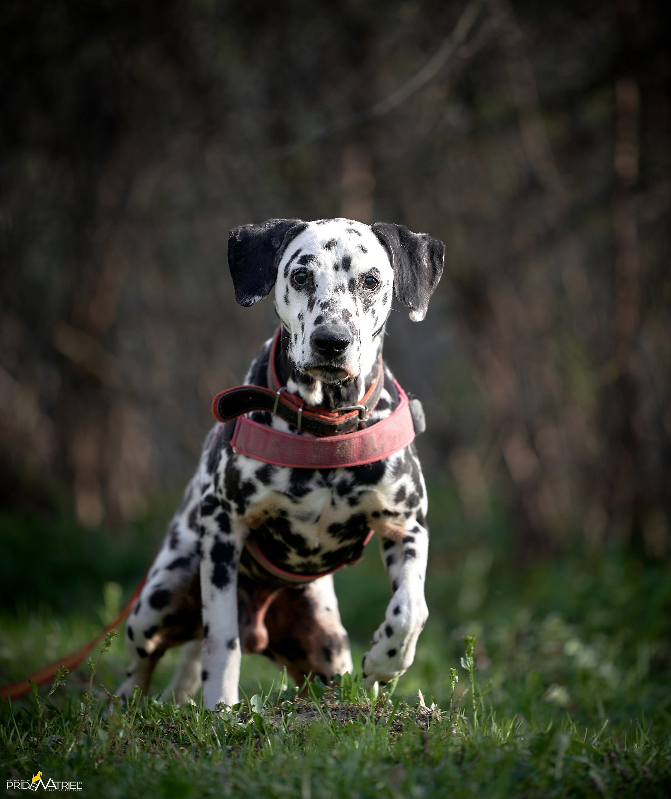 Портреты собак — галерея NATRIEL