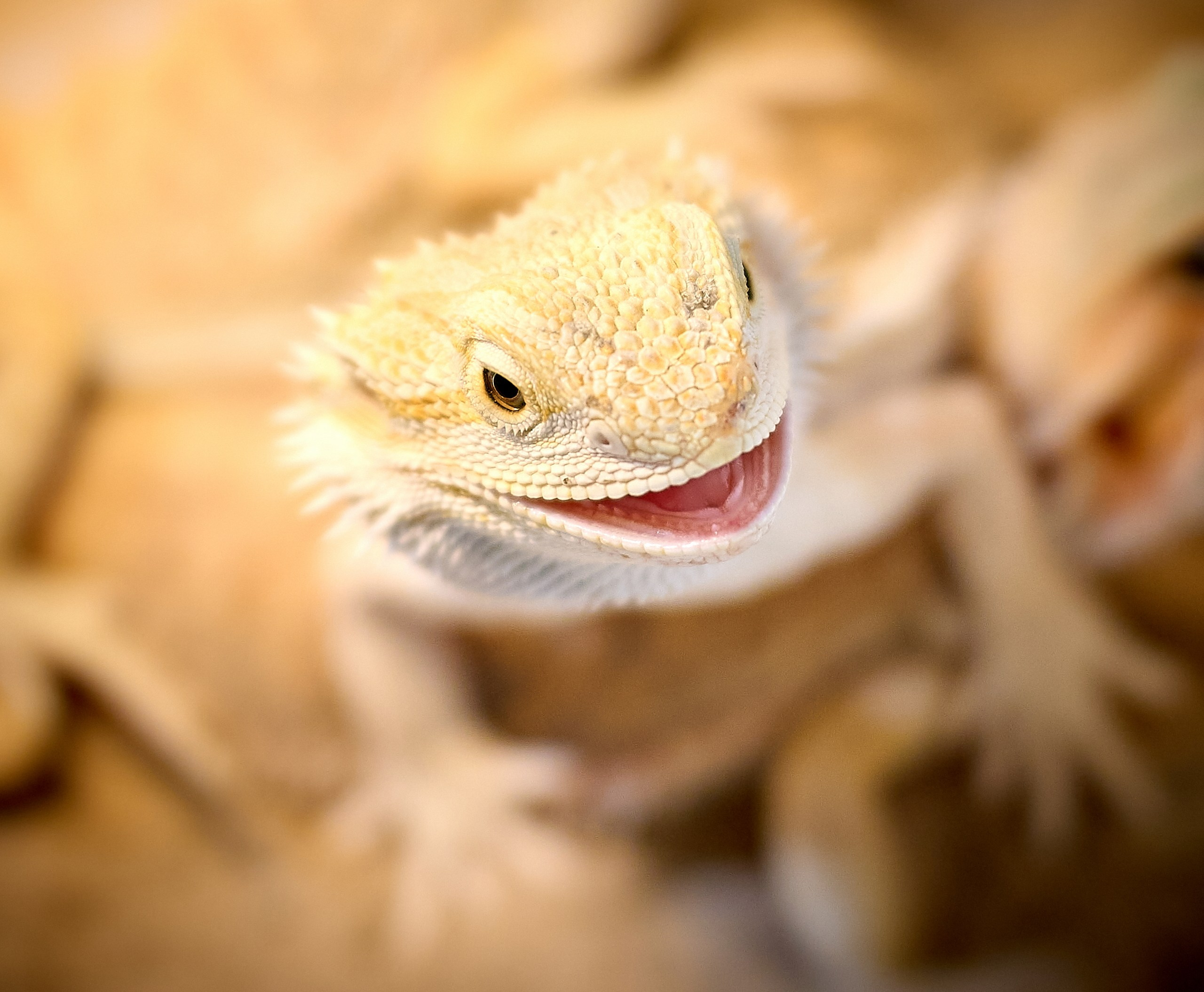 Рептилии — галерея NATRIEL