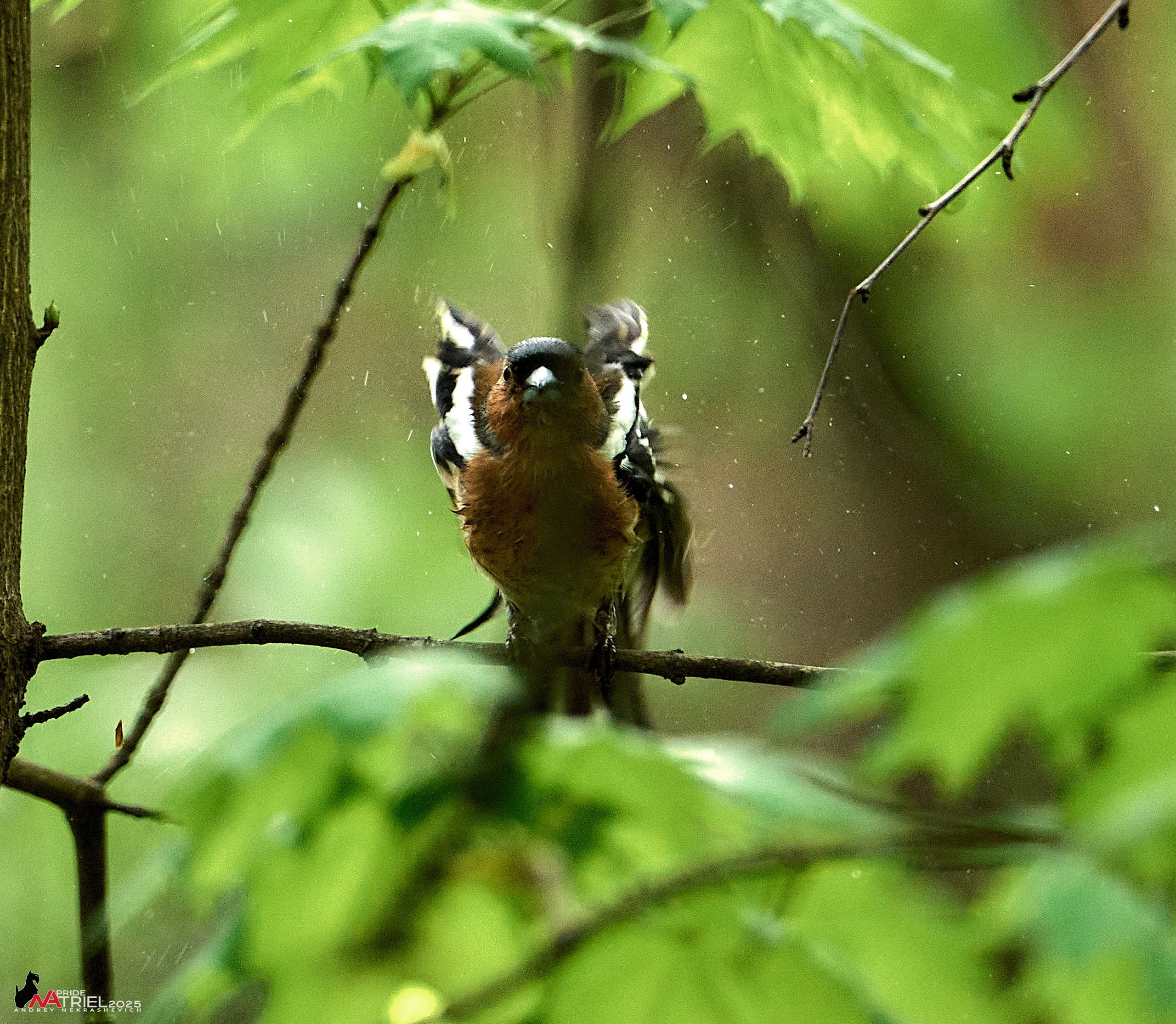 Съемка в майском лесу