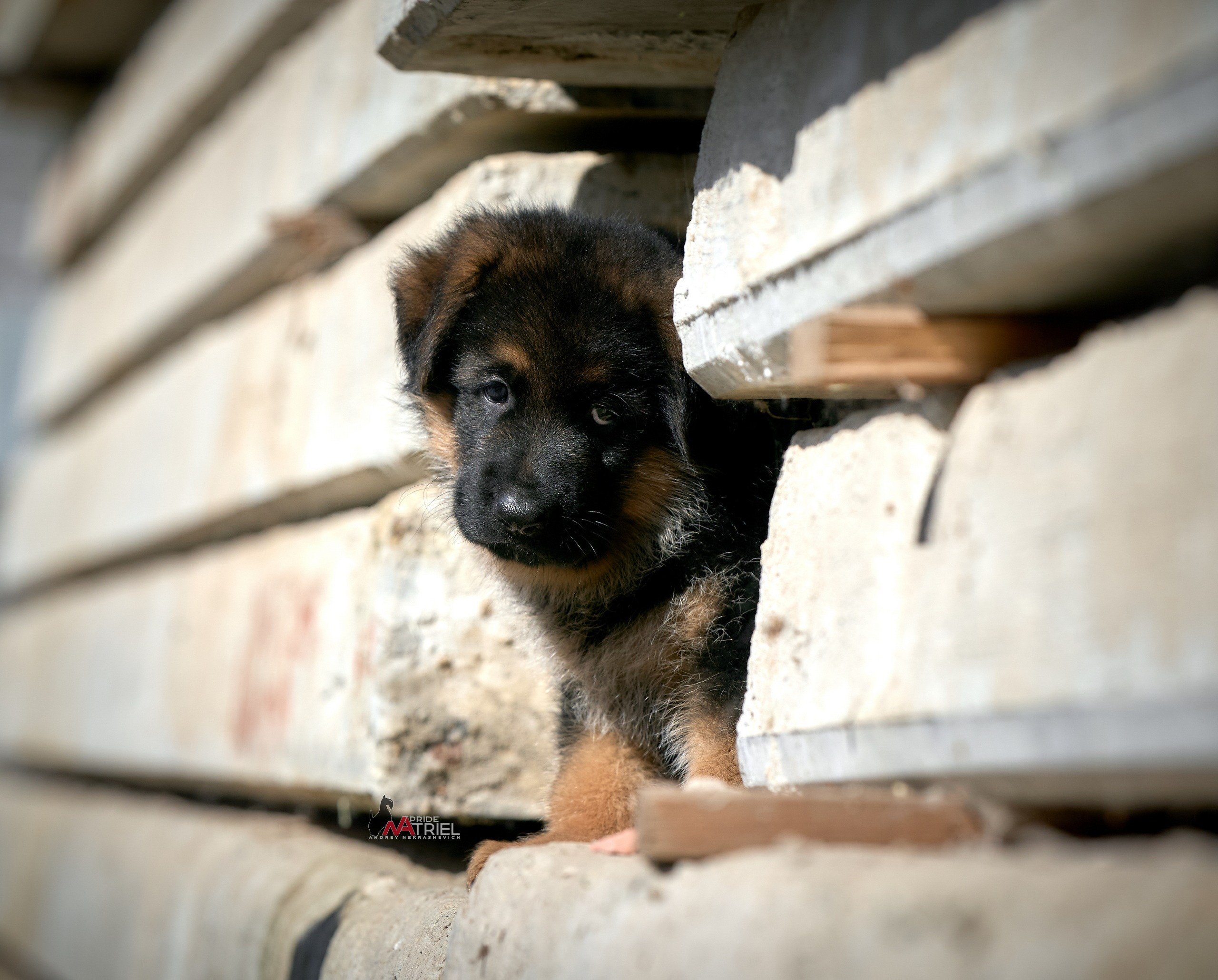 Щенки на прогулке — галерея NATRIEL
