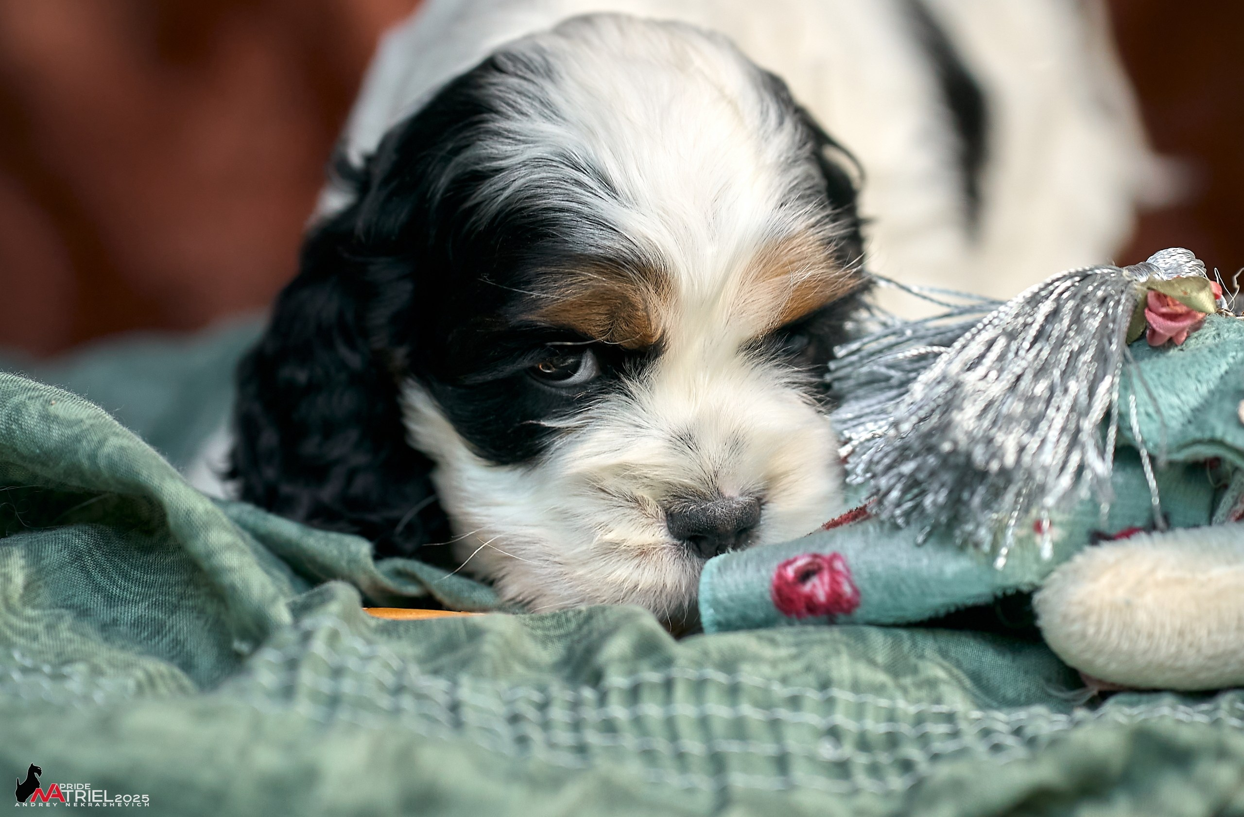 Щенки АмКокеров