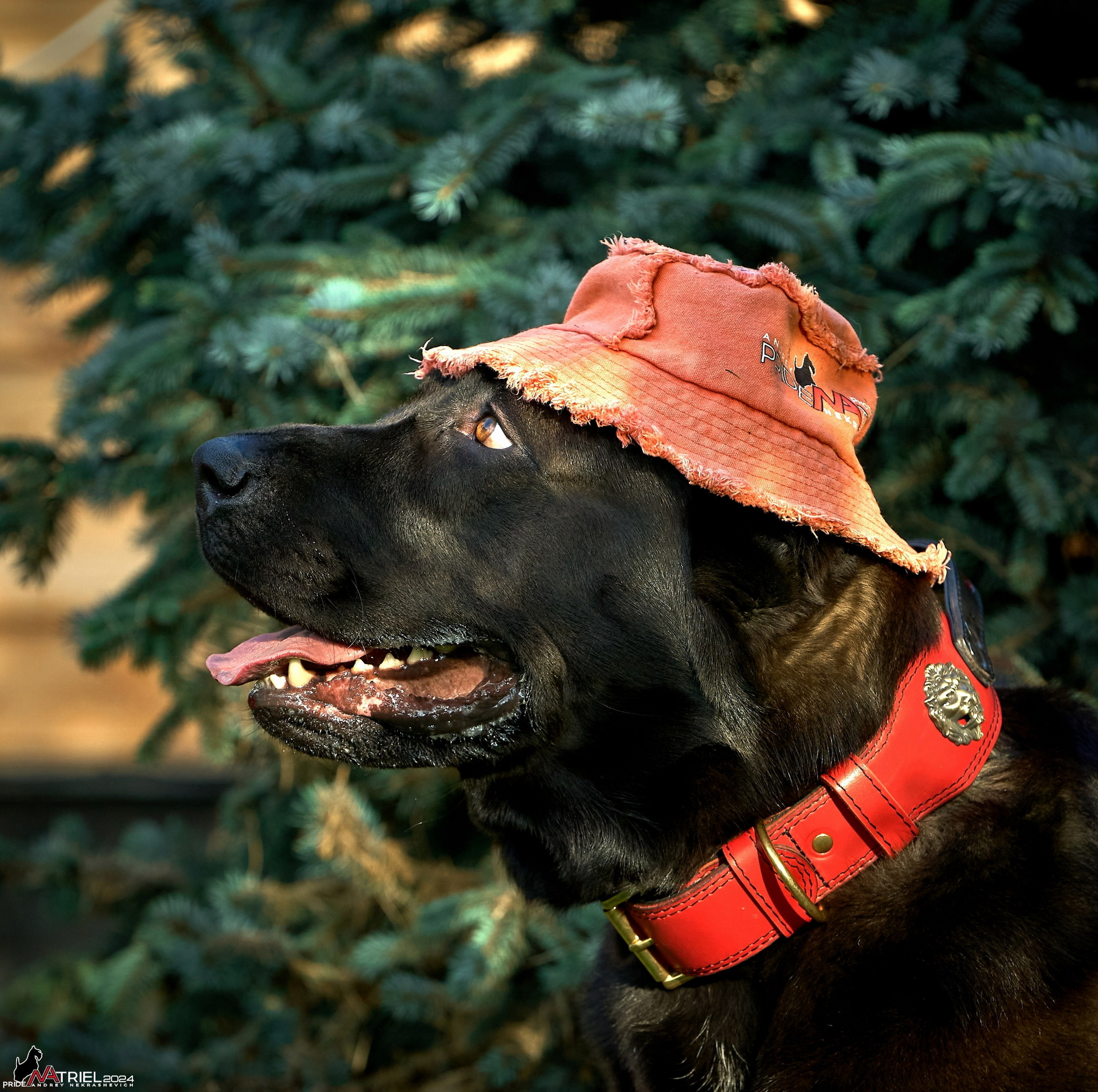 Реклама с животными — галерея NATRIEL