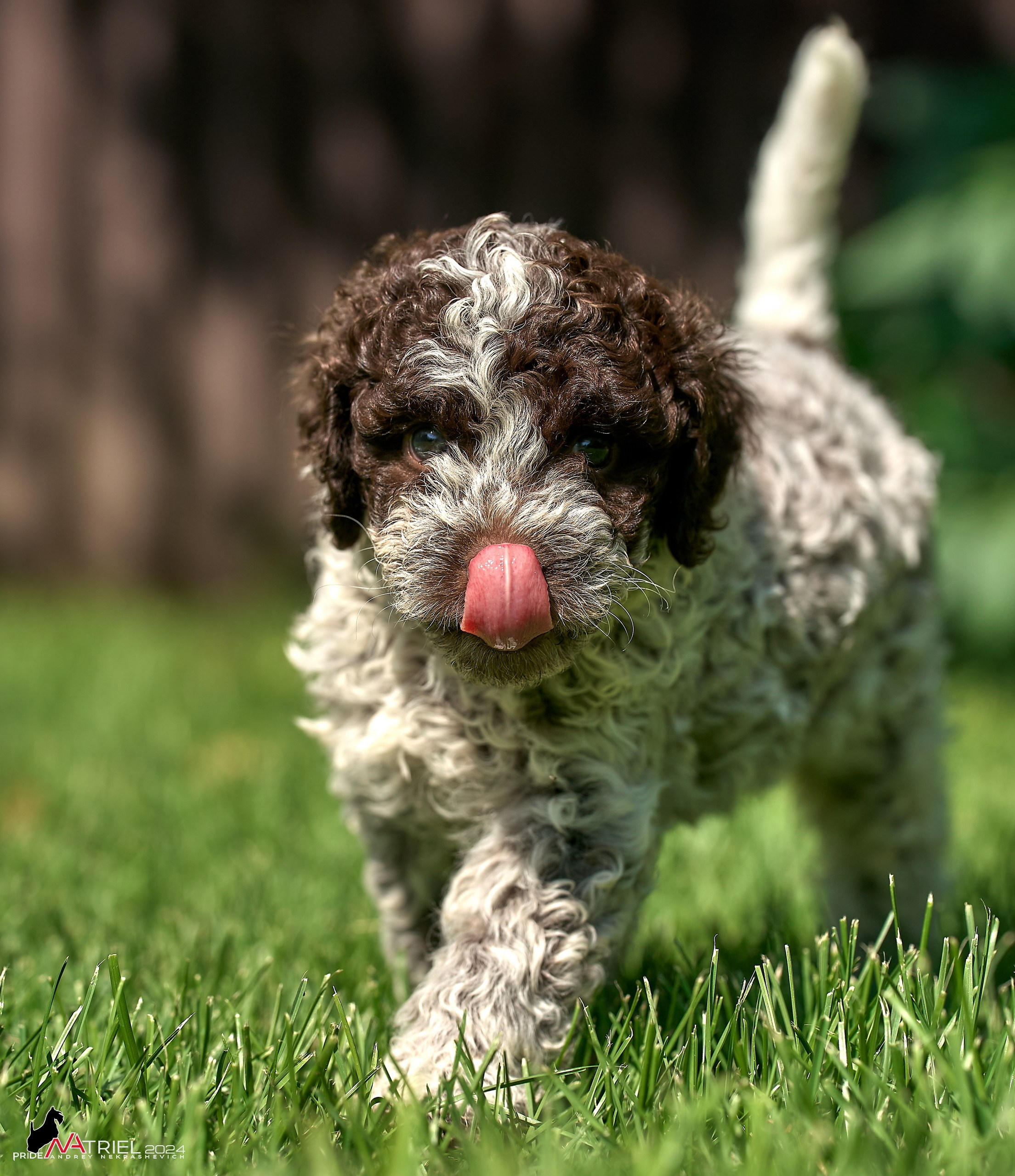 Съемка щенков лаготто