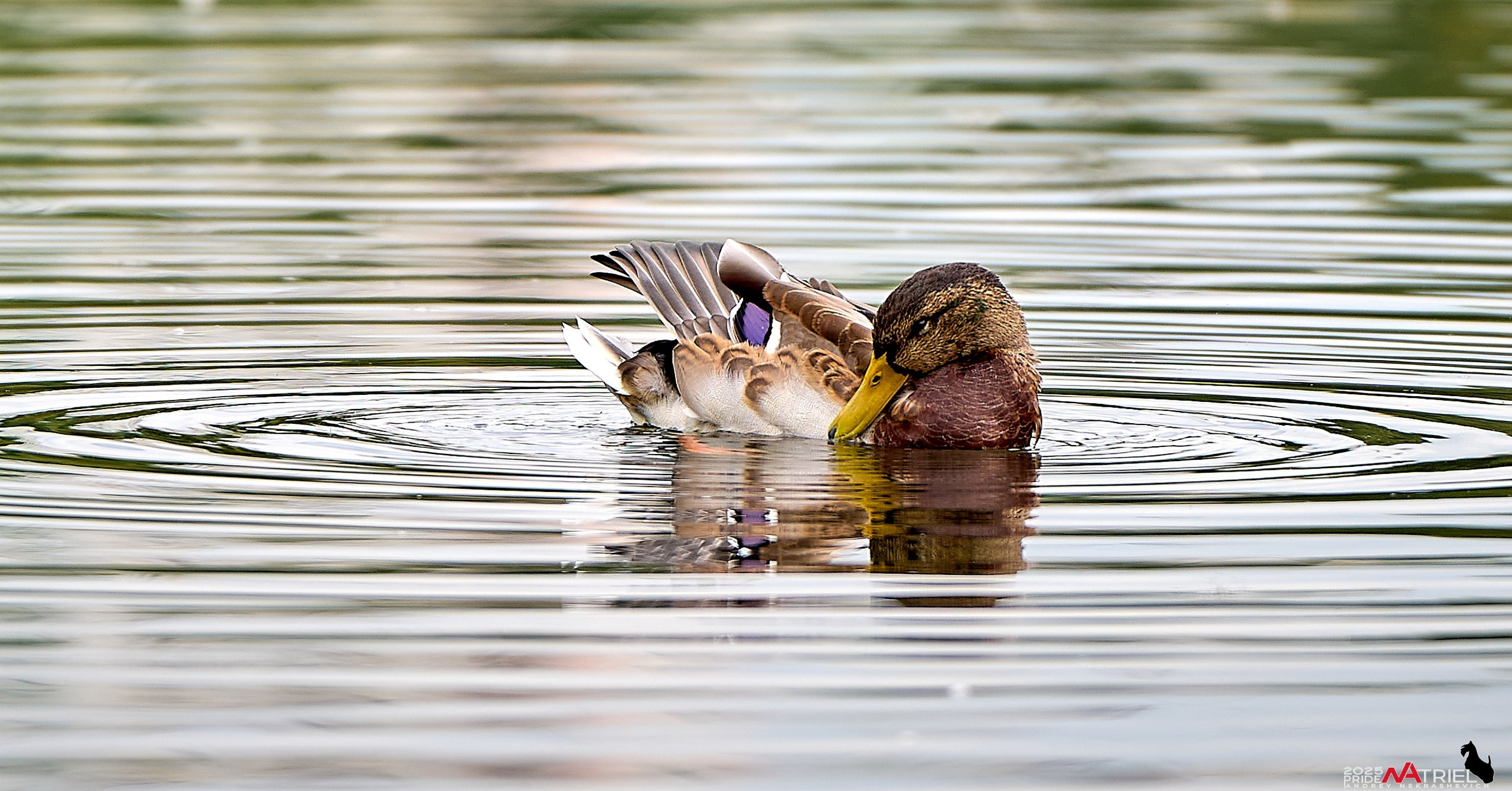 Утки на пруду