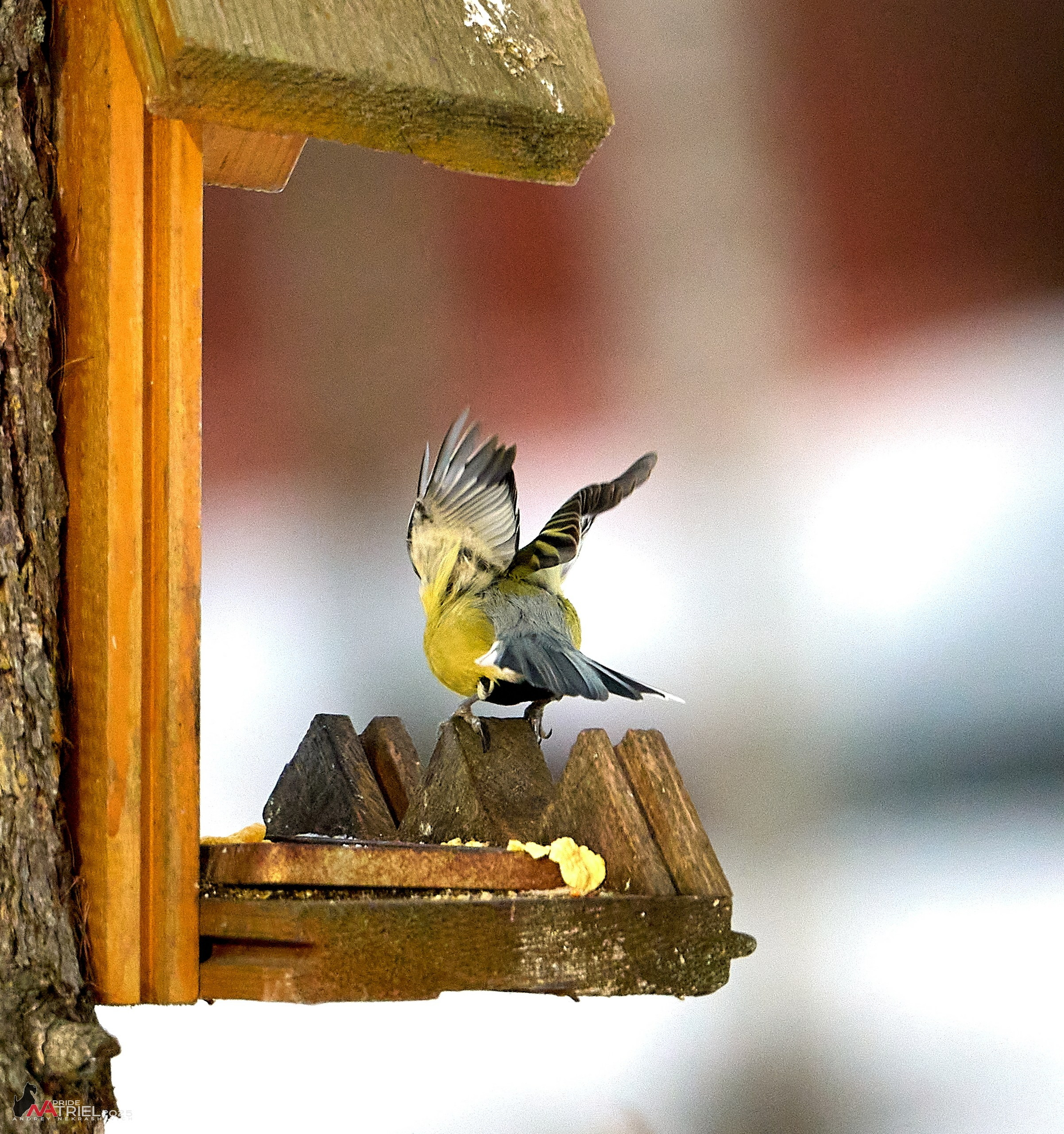 Фотопрогулка с птицами
