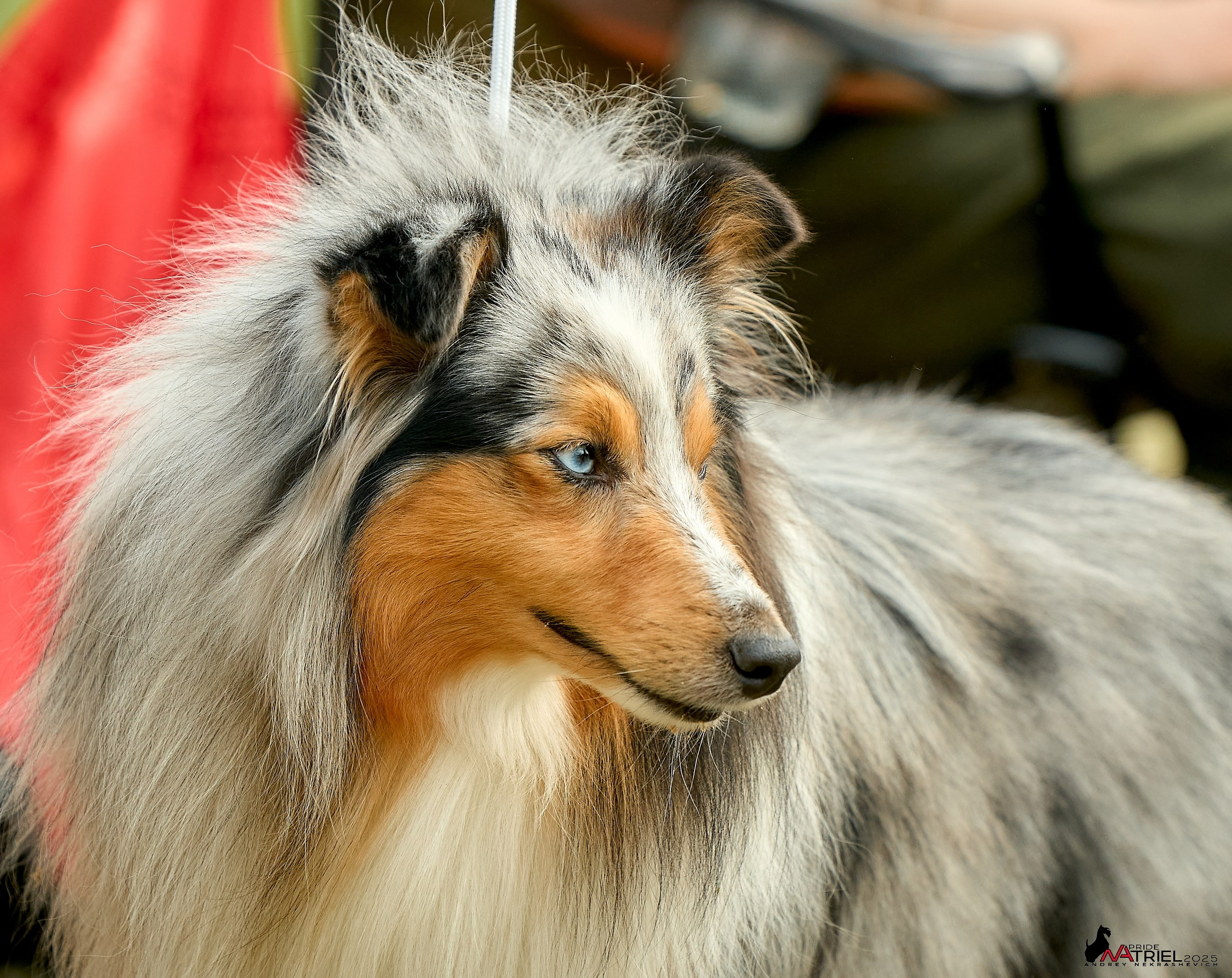 Выставка собак Суздаль-Владимир
