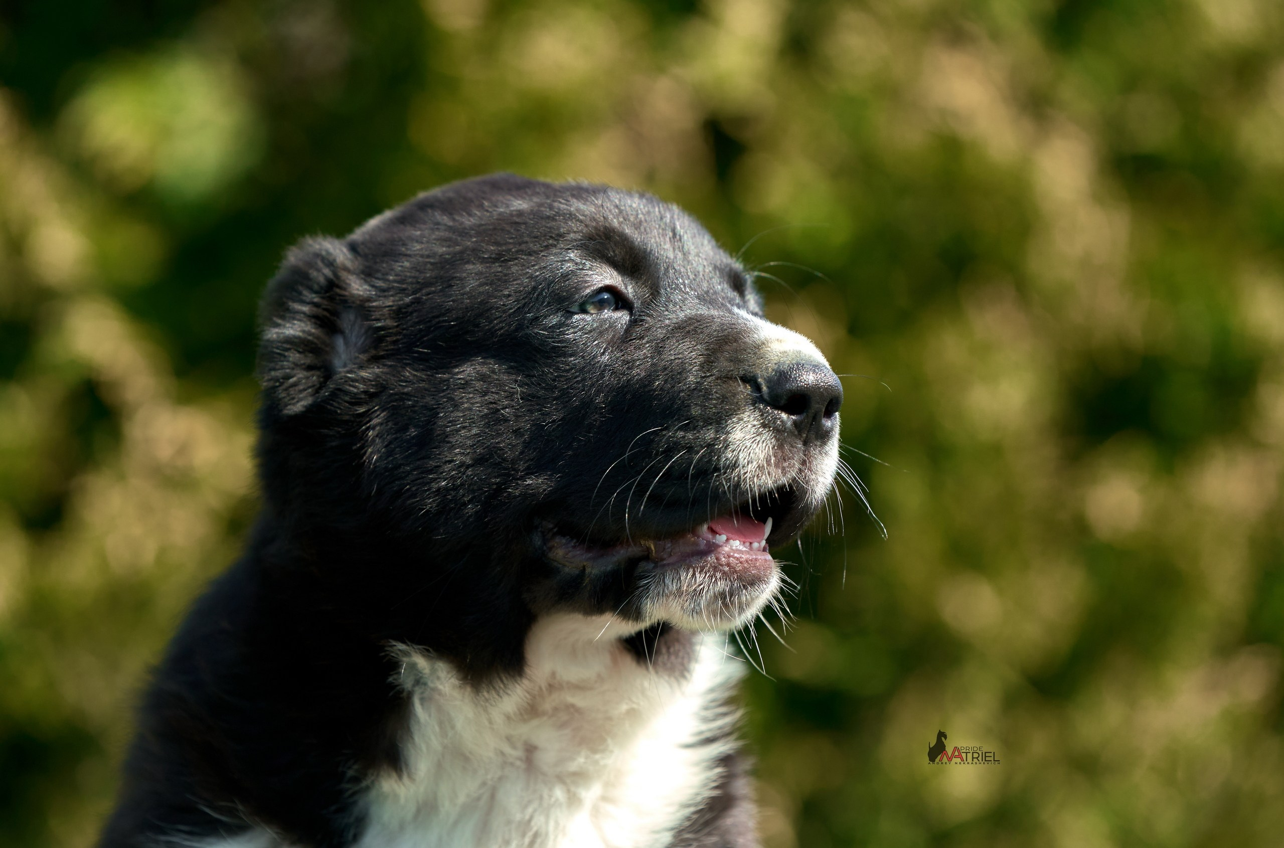 Среднеазиаты — щенки и взрослые