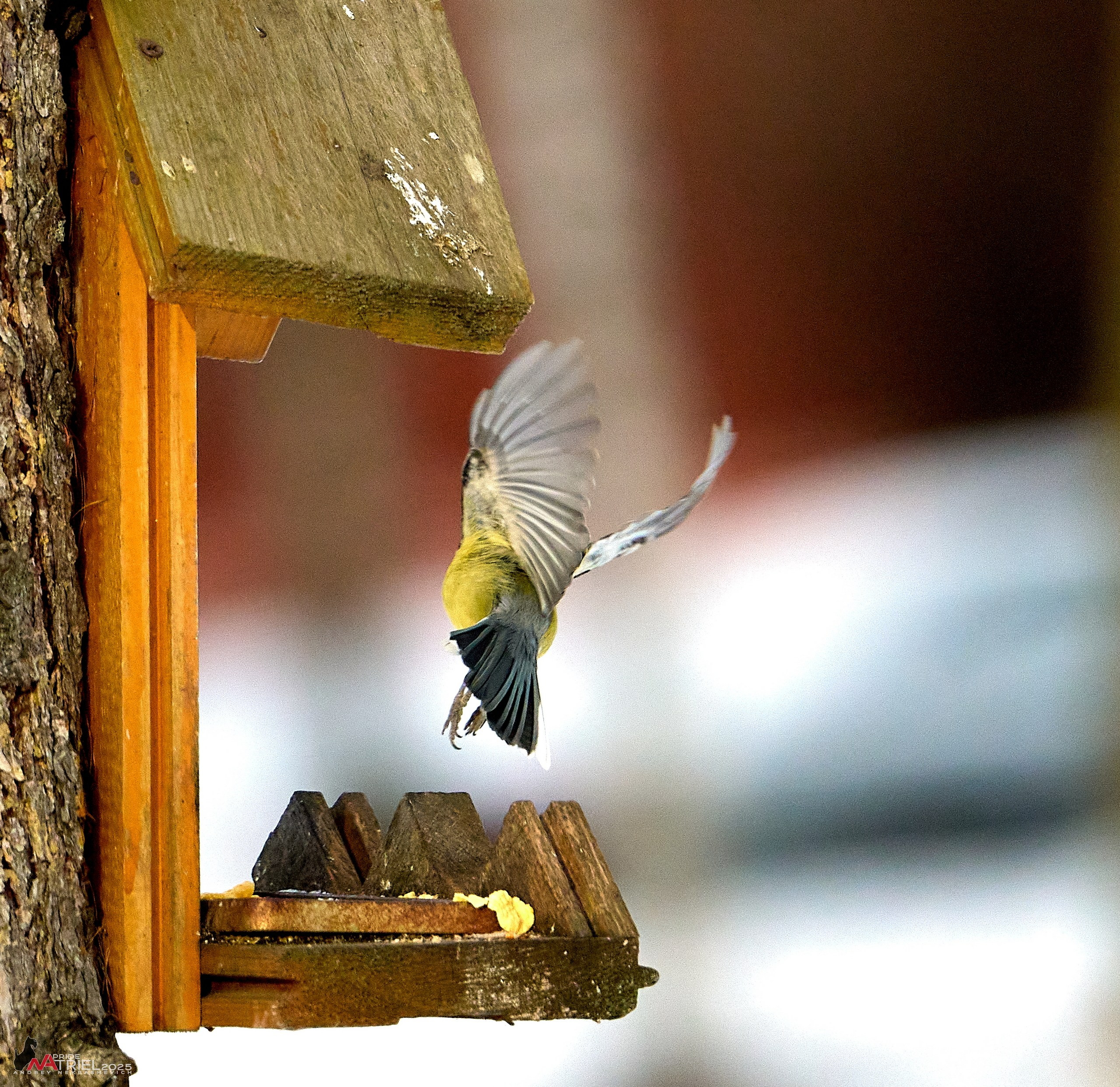 Фотопрогулка с птицами