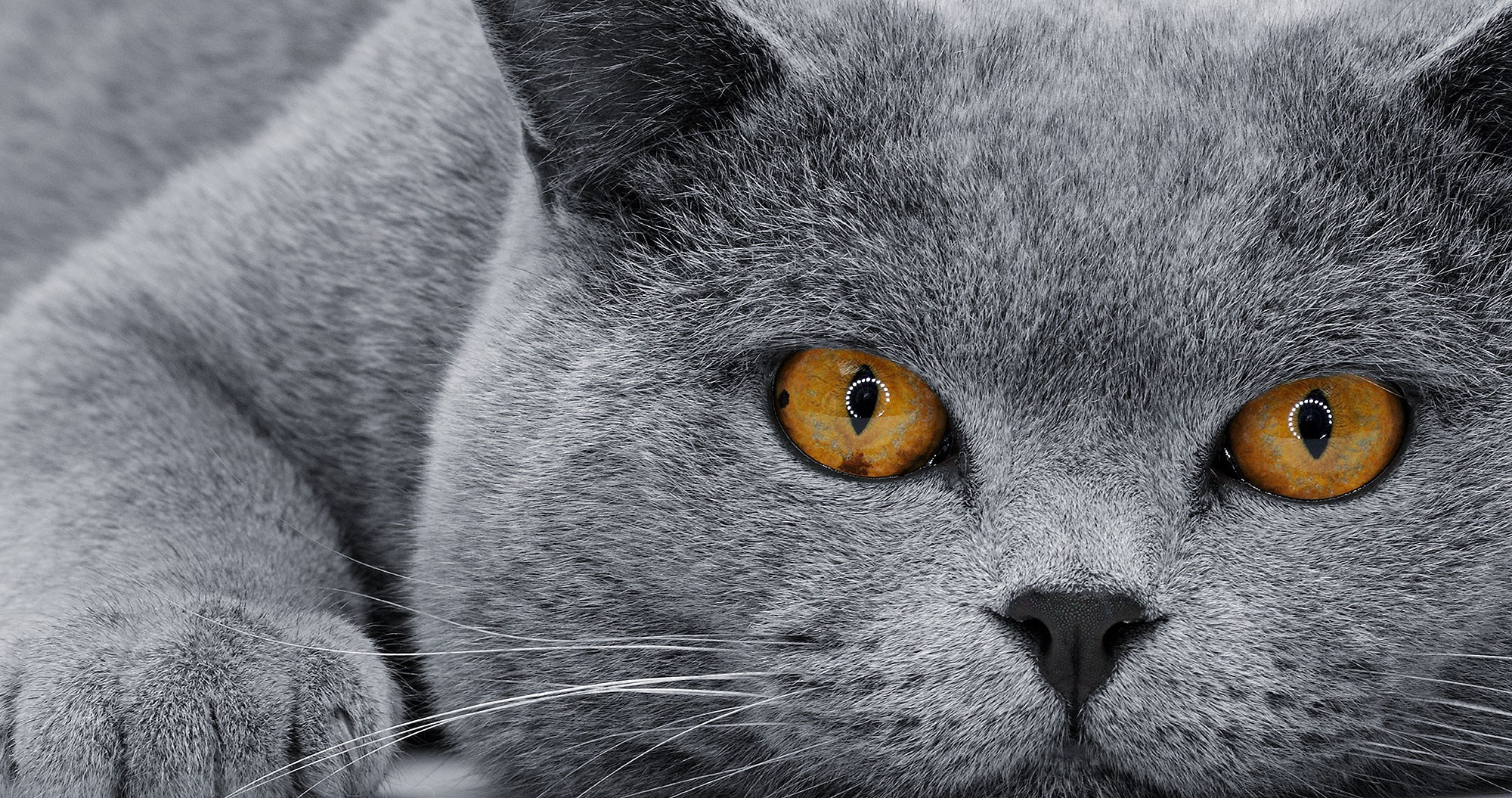 СЪЕМКА ЖИВОТНЫХ. Фотостудия Игоря Сахарова (Санкт-Петербург)