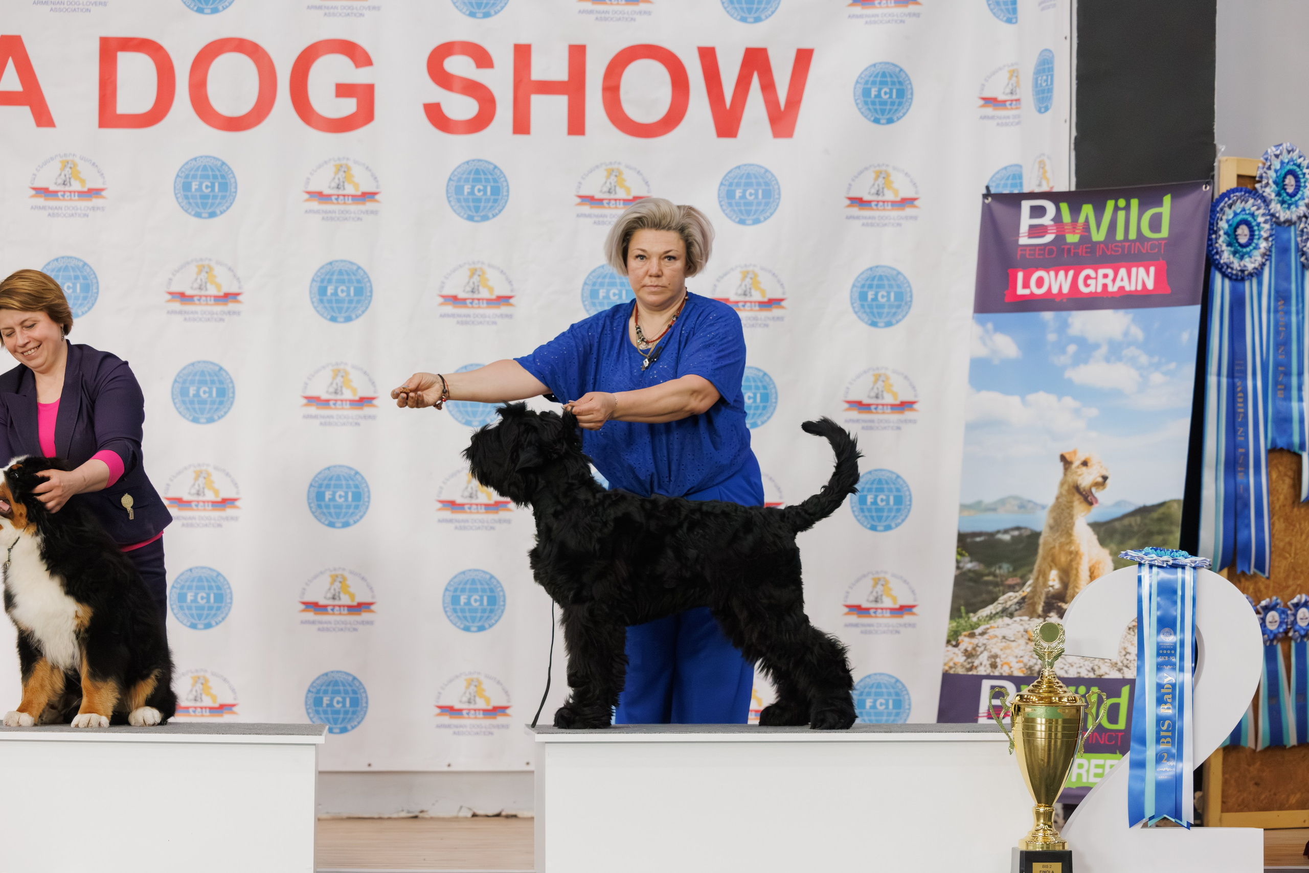 Ереван 2х CACIB 29-30.04.2025. Фотограф-анималист Юлия Германика