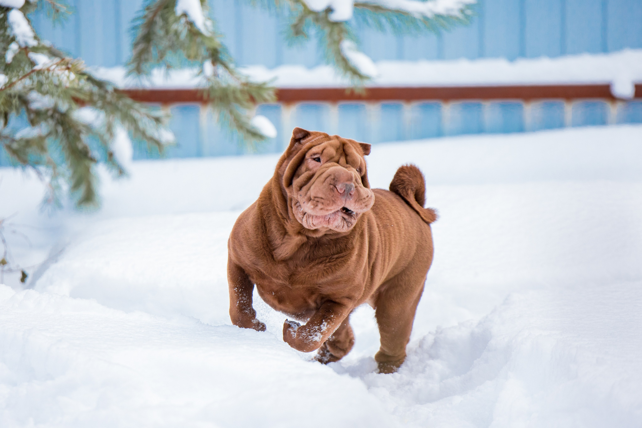 В гостях у шарпеев 16.01.2024. Фотограф-анималист Юлия Германика