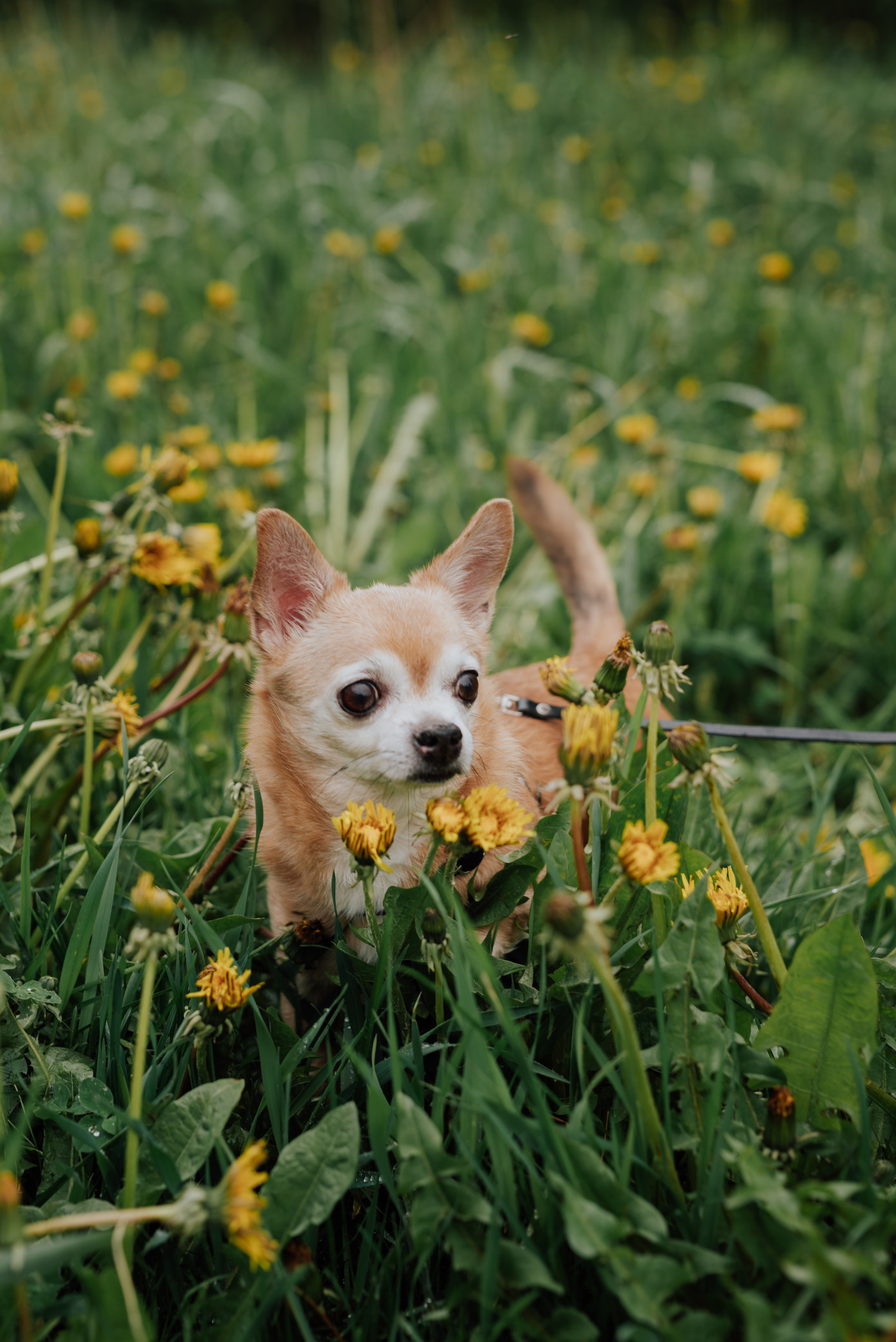 Фотовыходные с питомцами Мурино. Фотограф в Санкт-Петербурге и Ленинградской области
