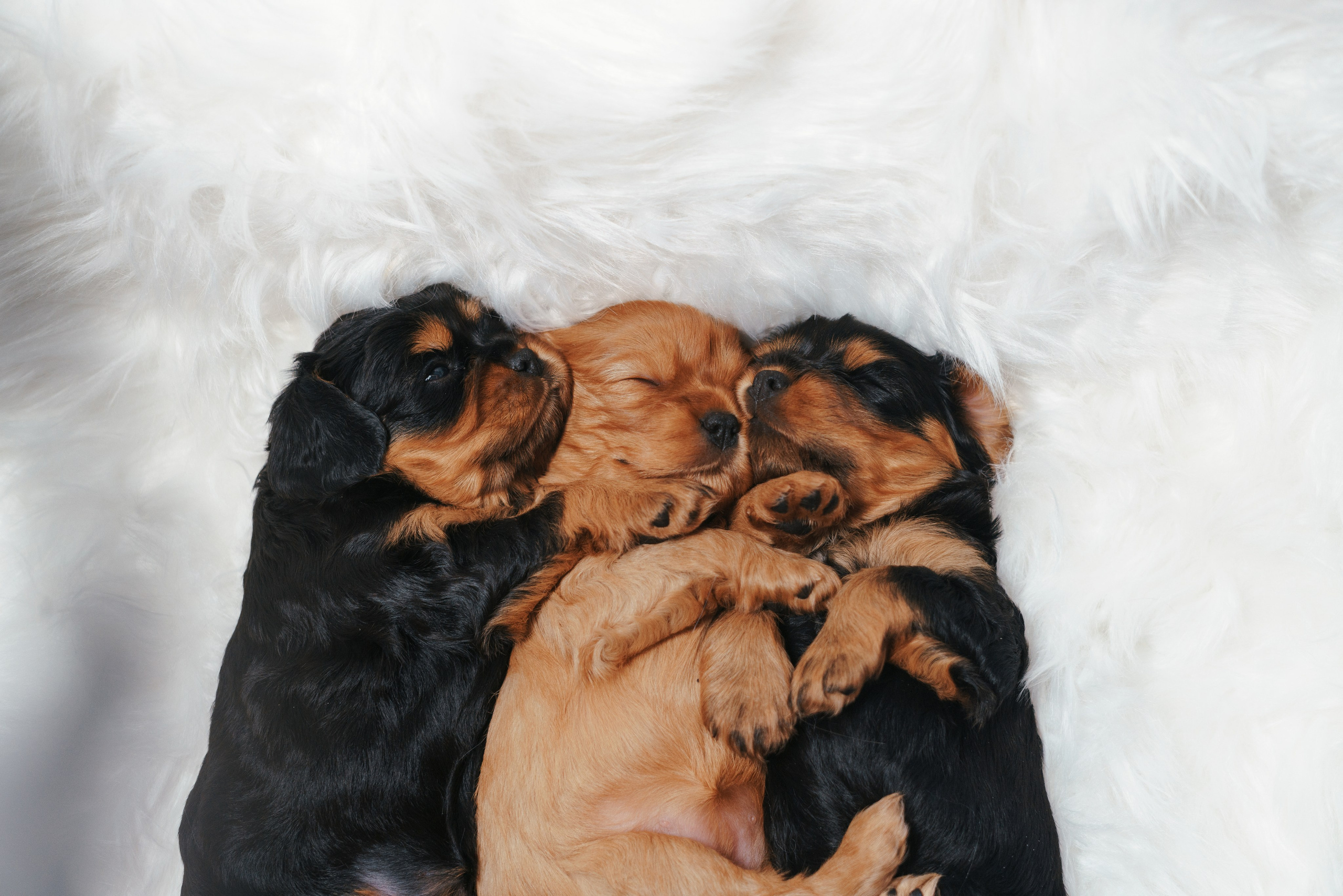 ККЧС. Фотограф анималист Осипчикова Мария