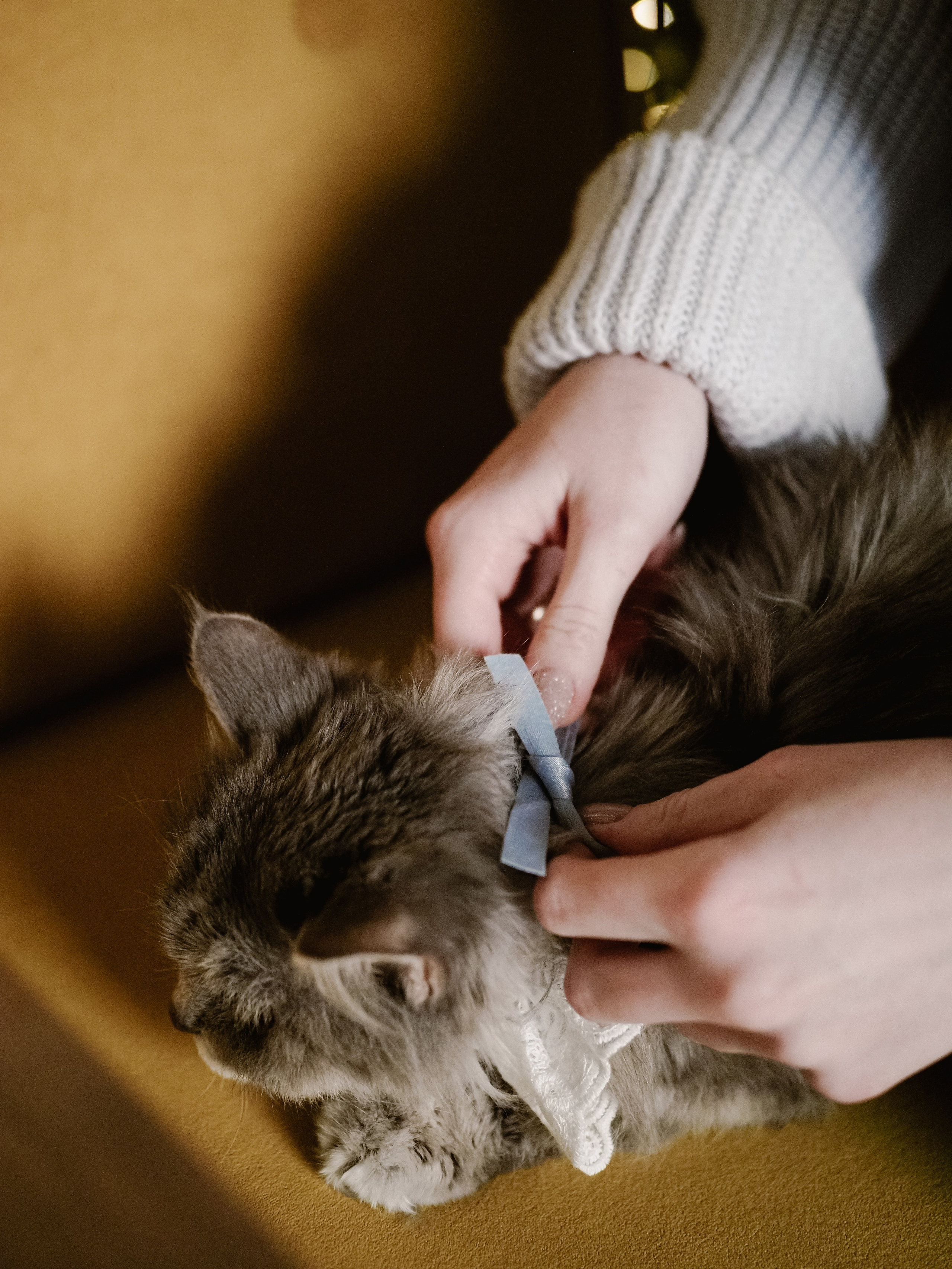 Mrrrr christmas. Фотограф Рязань. Семейный Свадебный фотограф