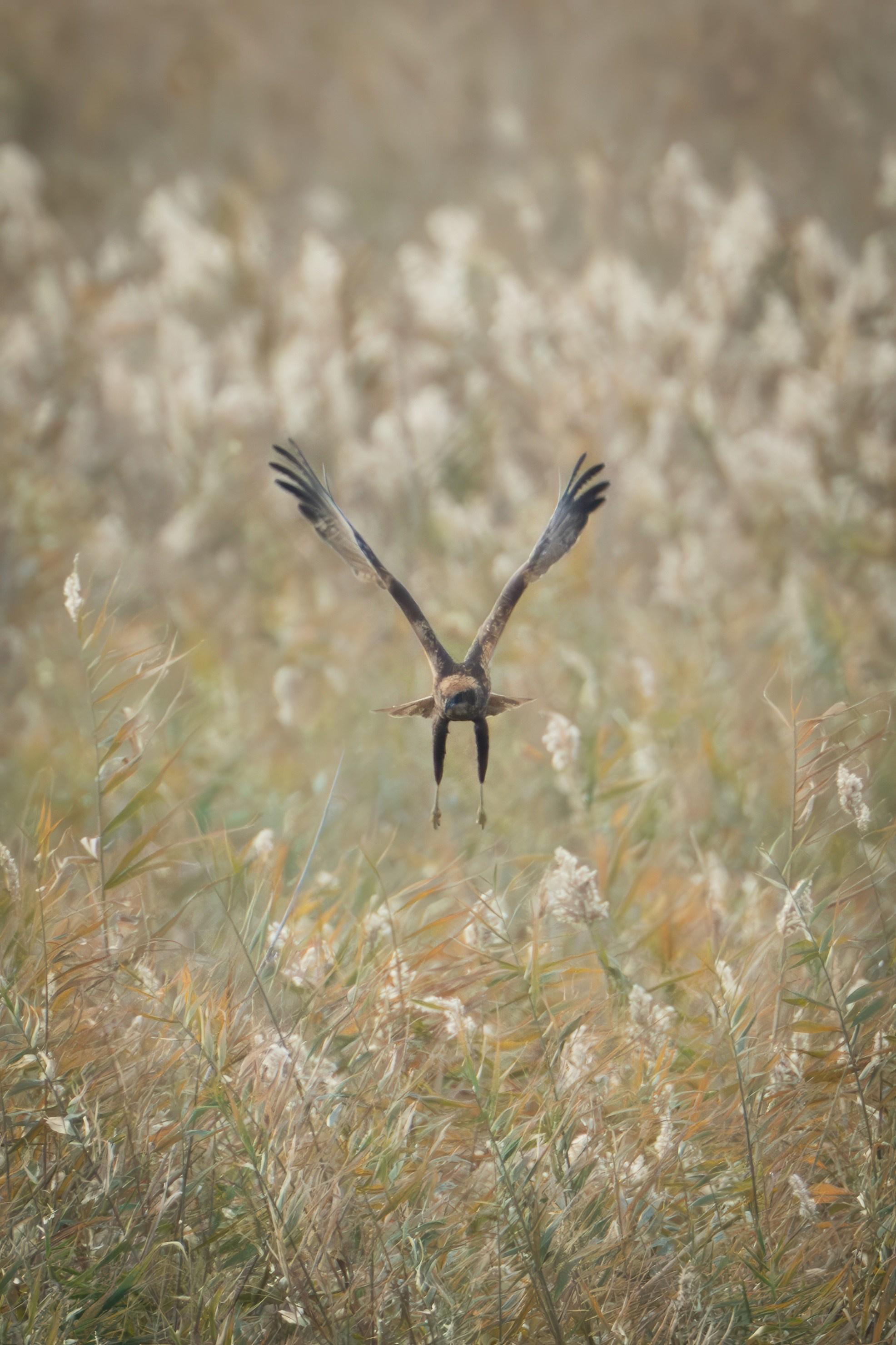 Болотный лунь