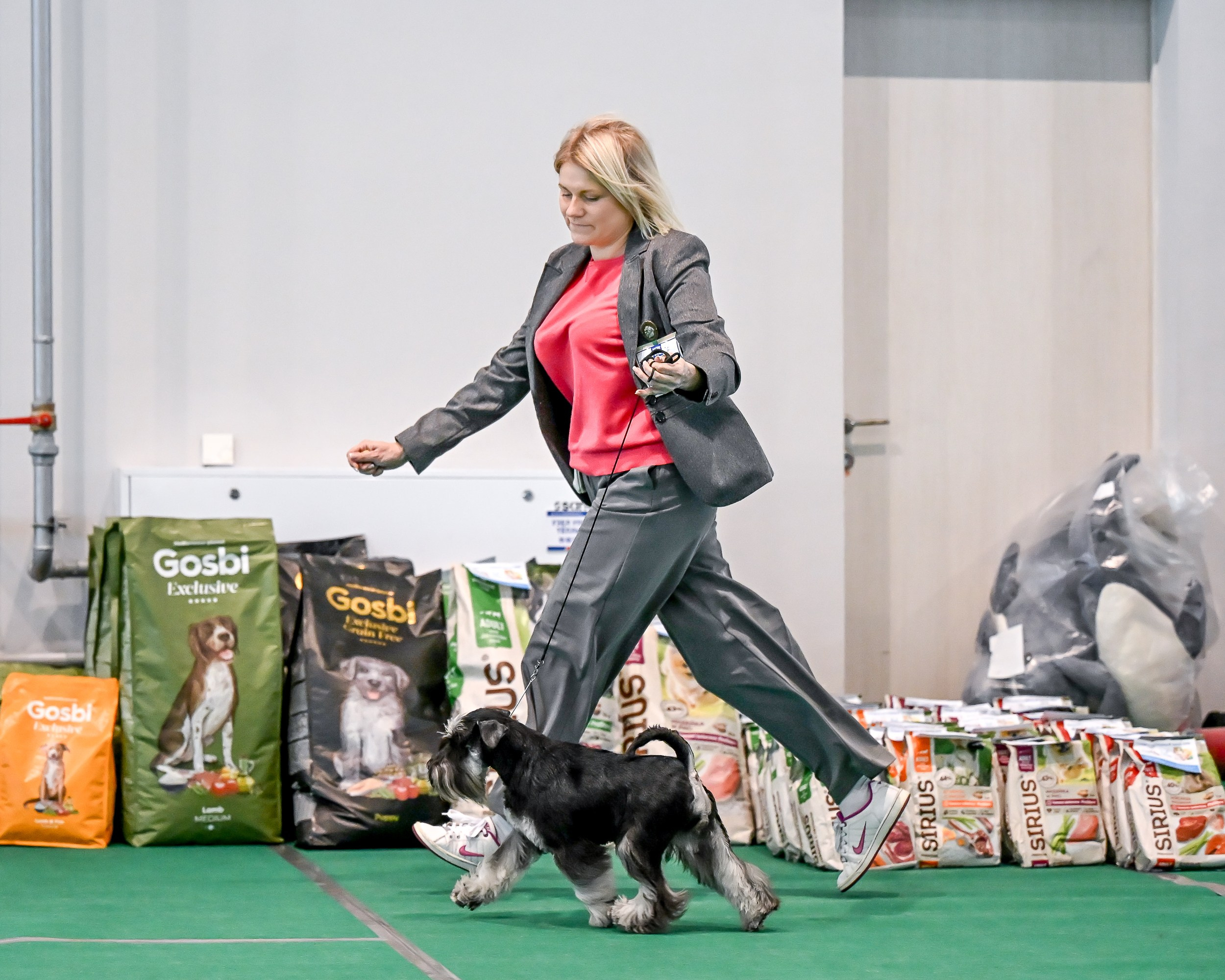 Бъянка/ Delinso Balance Cinzano Bianco. Питомник цвергшнауцеров в Беларуси «Делинсо Бэлэнс»