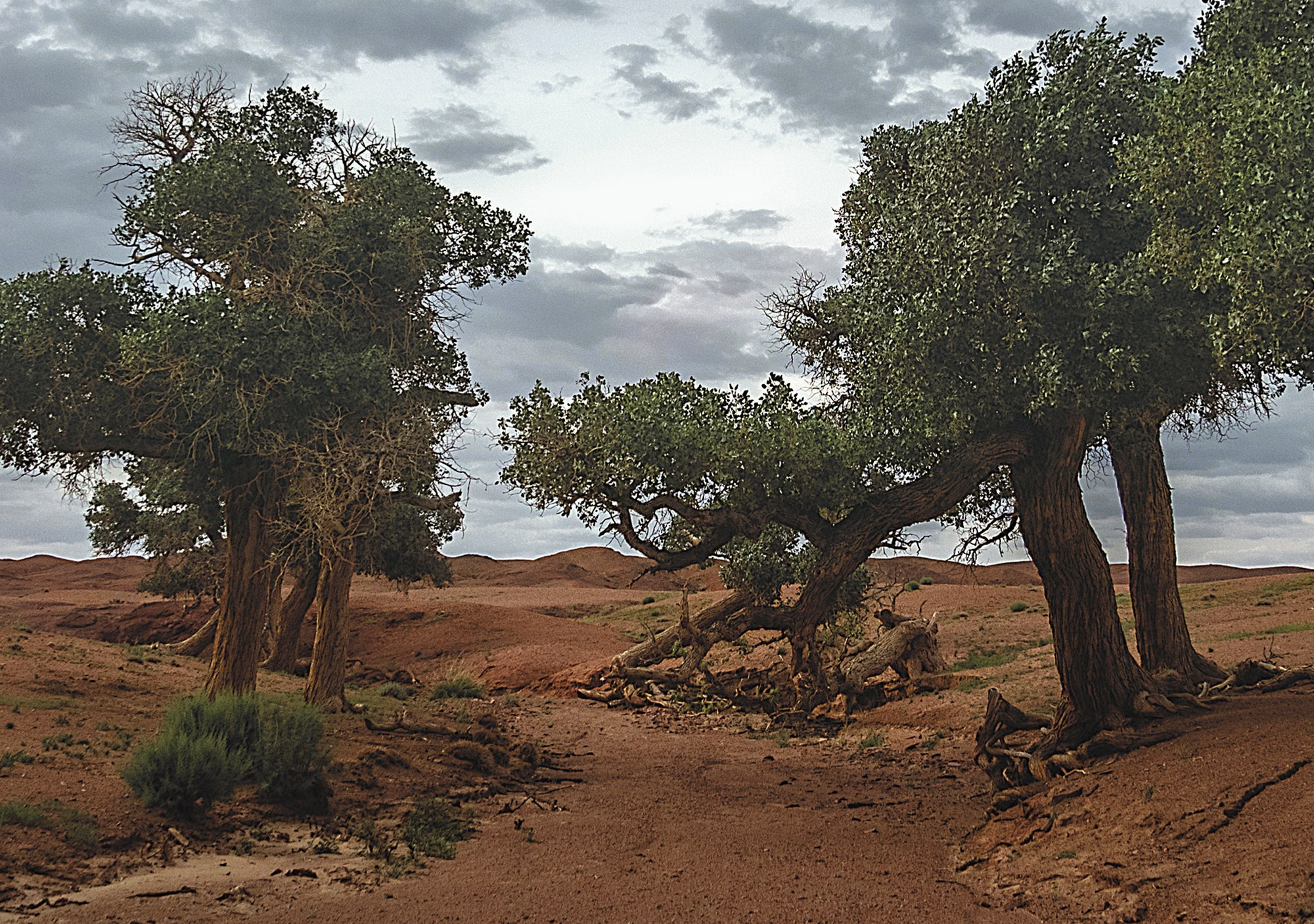 Природа и пейзажи / Nature and landscapes. Visual artist Olga Burmistrova