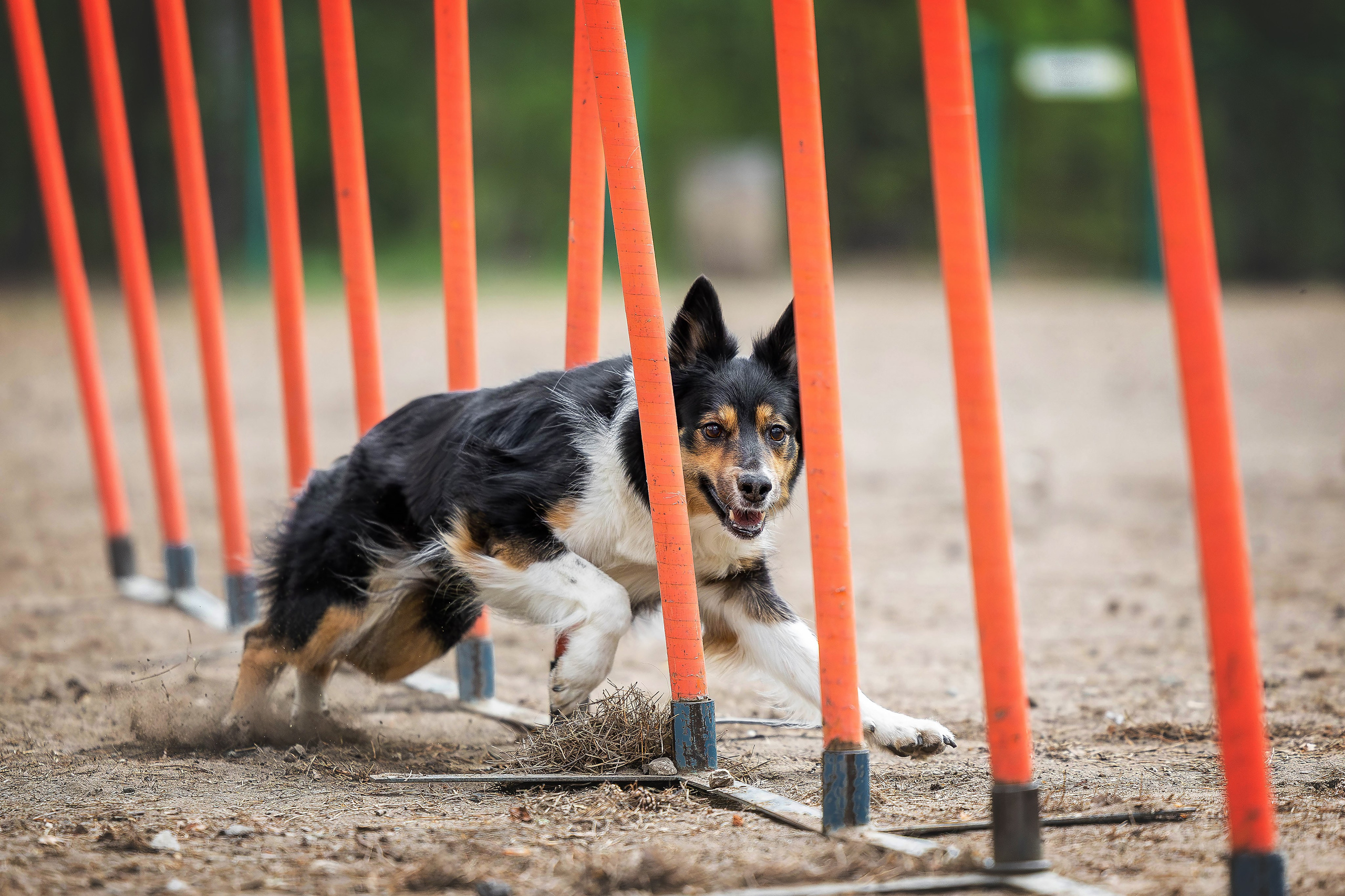 Тренировка аджилити. Фотограф Анималист в Перми Анастасия Остерман