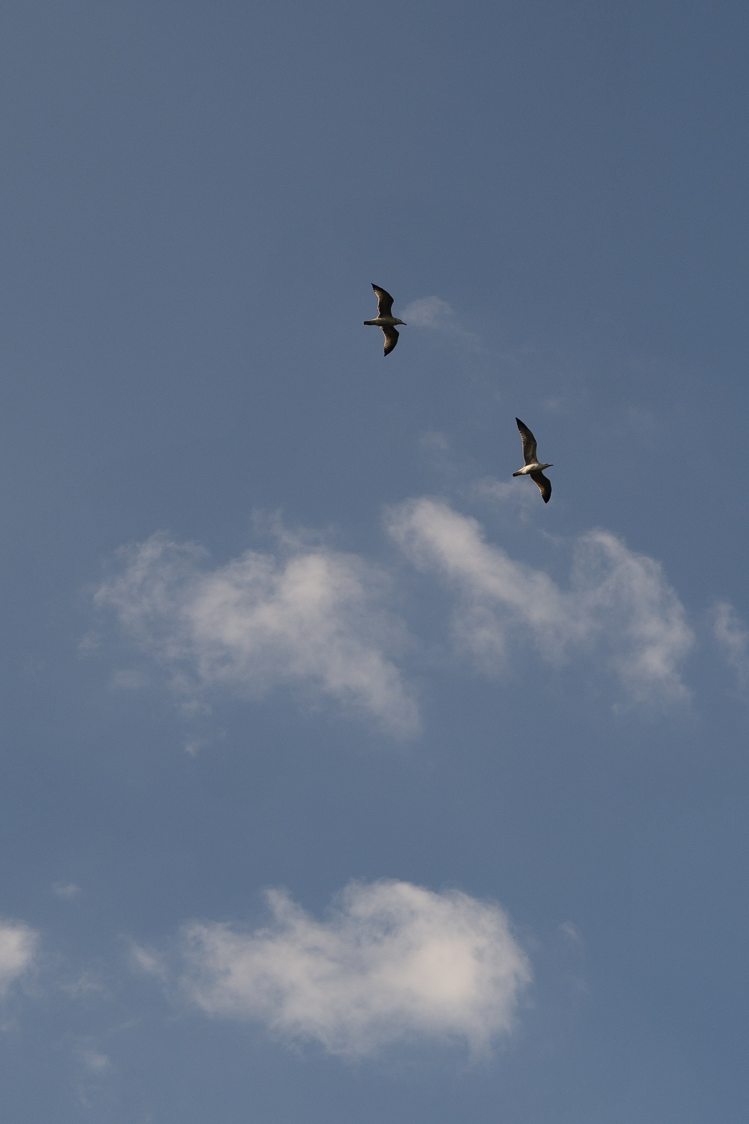 Иван и Яна. Свадебный фотограф Воронеж Марина Грудинина