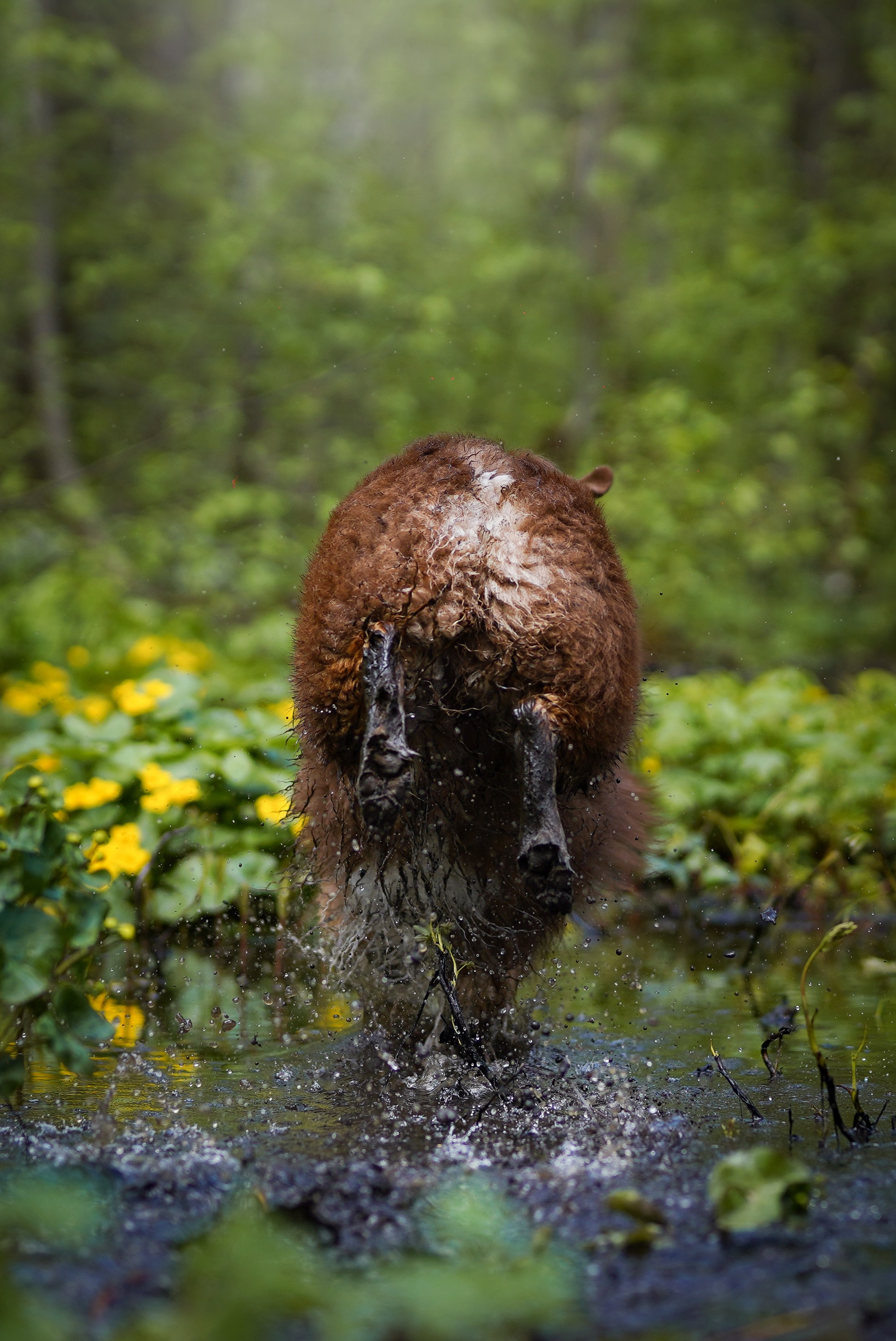 Рокки и Гермиона. Фотограф-анималист в Санкт-Петербурге Яна Мартынова