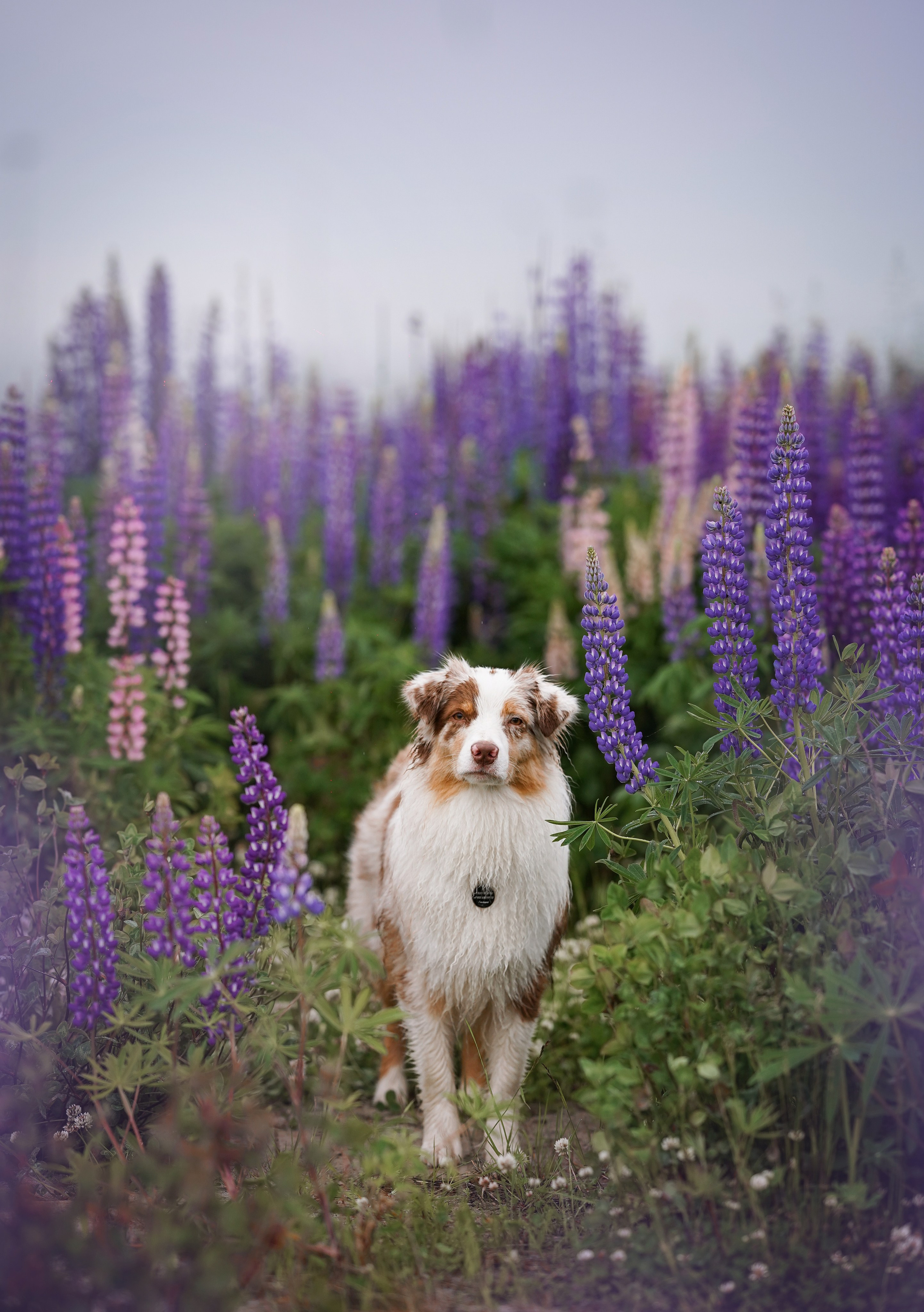 Аня Арчи и Панда в люпинах. Фотограф-анималист в Санкт-Петербурге Яна Мартынова