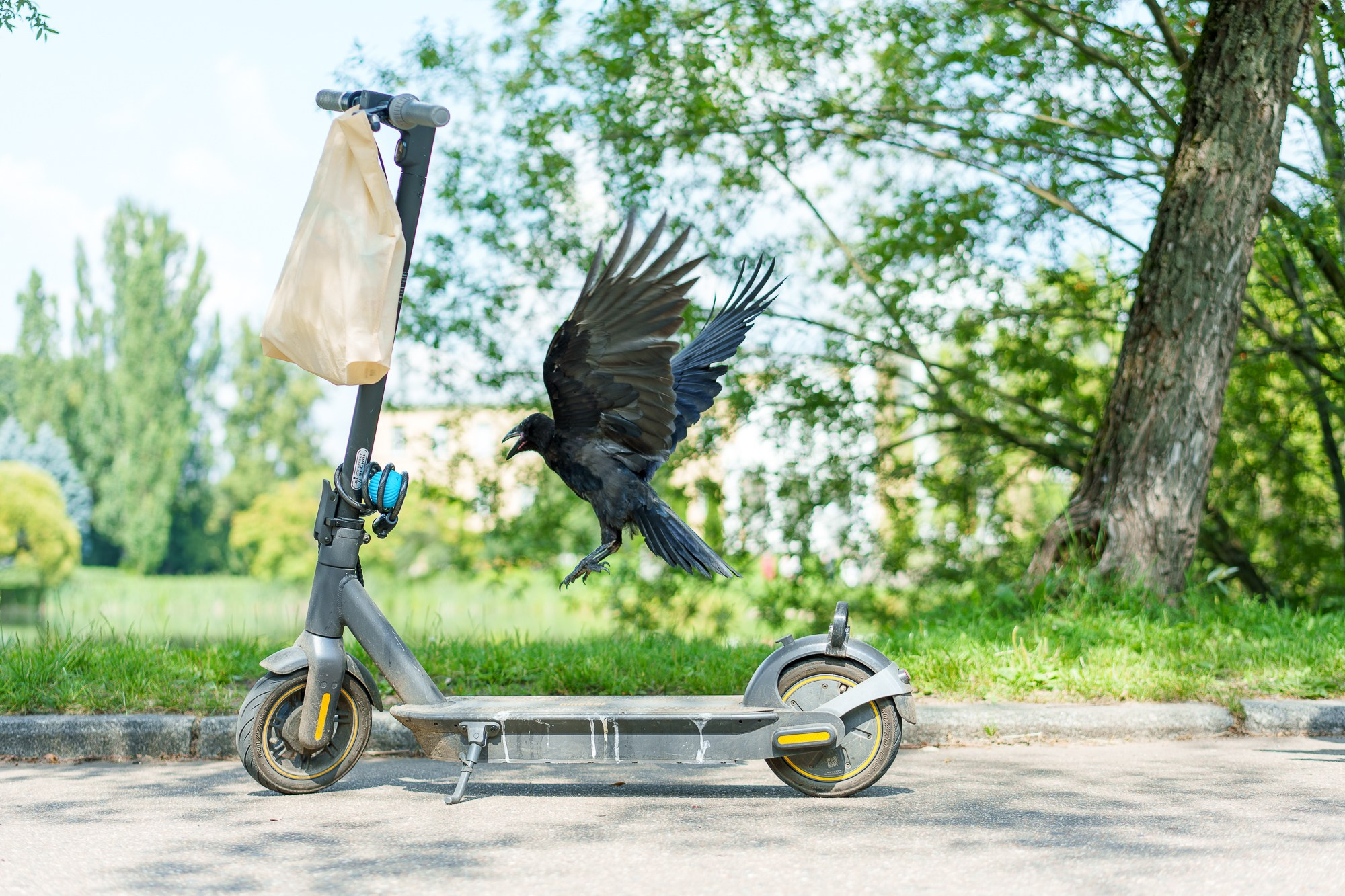 Удивительные мир птиц. Вокруг нас столько прекрасного — присмотритесь!. Ваш личный фотограф Марина Волкова