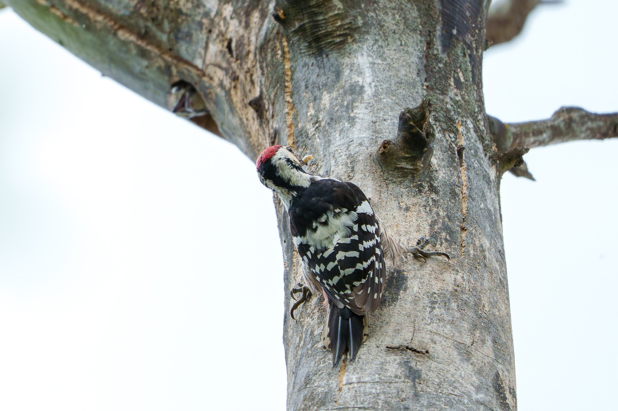 Удивительные мир птиц. Вокруг нас столько прекрасного — присмотритесь!. Ваш личный фотограф Марина Волкова